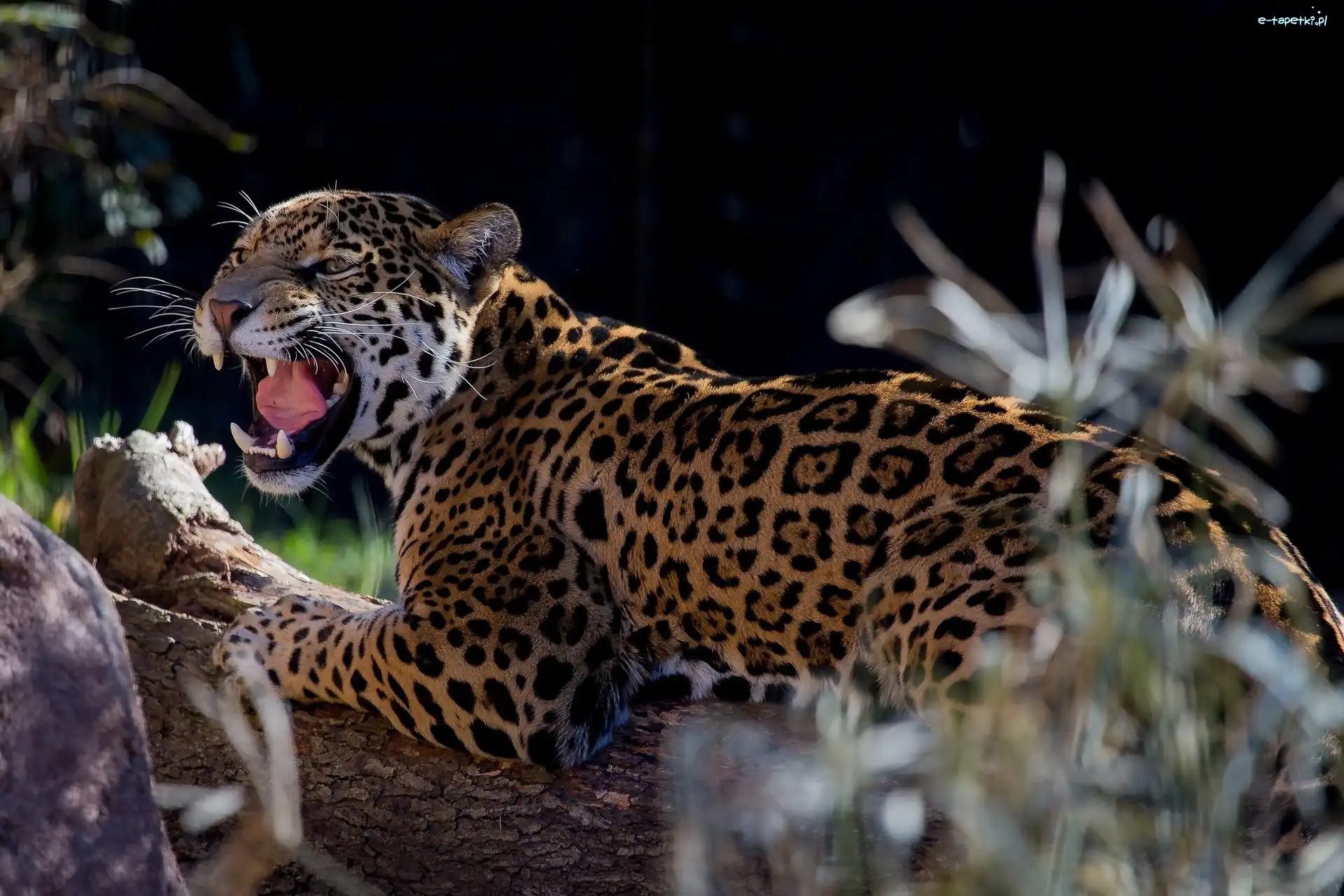 Drzewo, Jaguar
