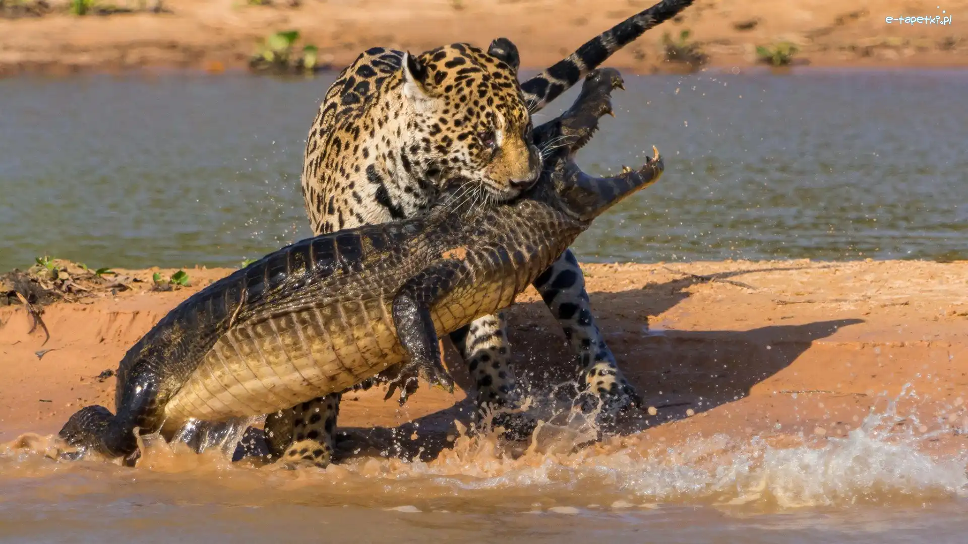 Pojedynek, Jaguar, Krokodyl