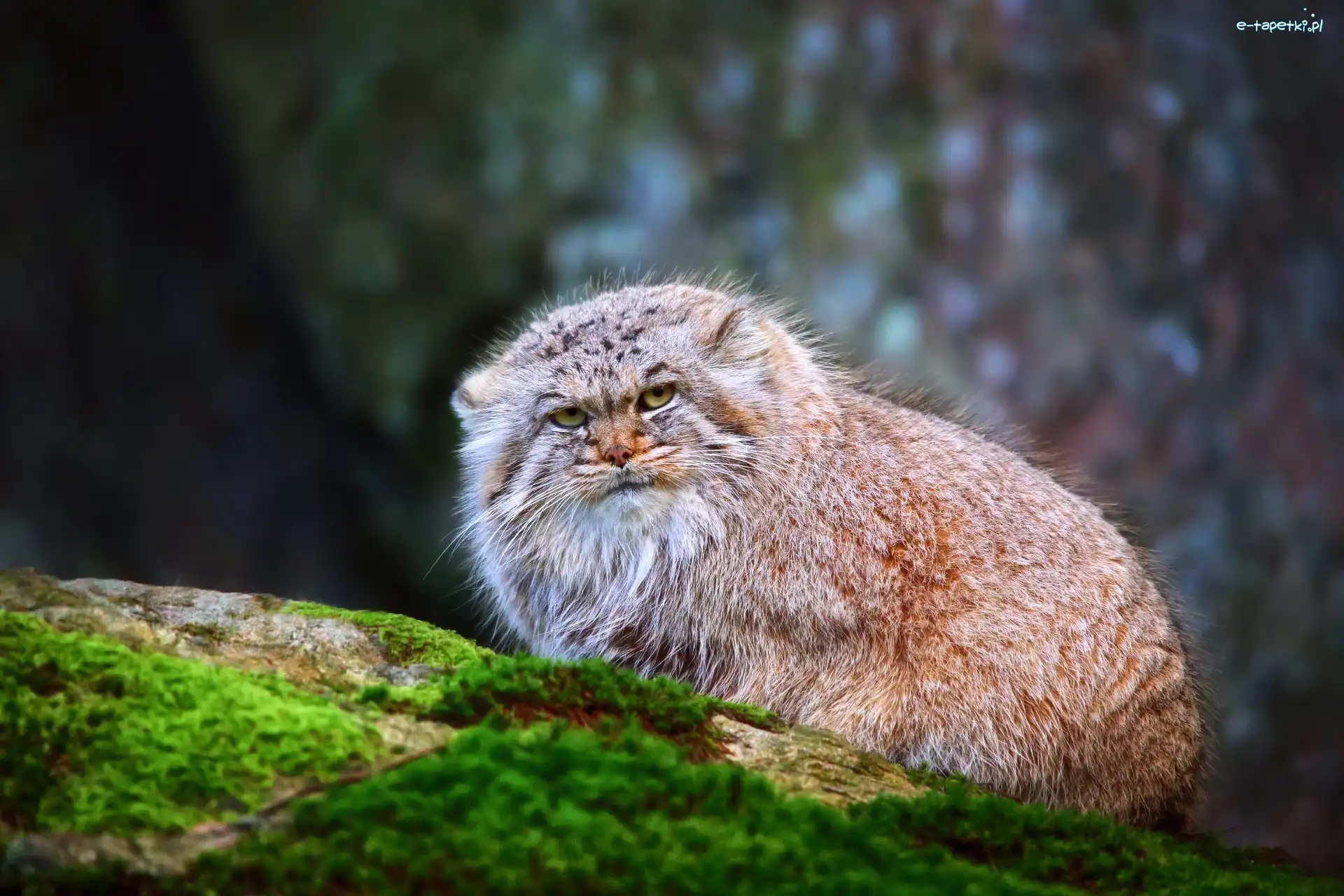 Mech, Skała, Manul