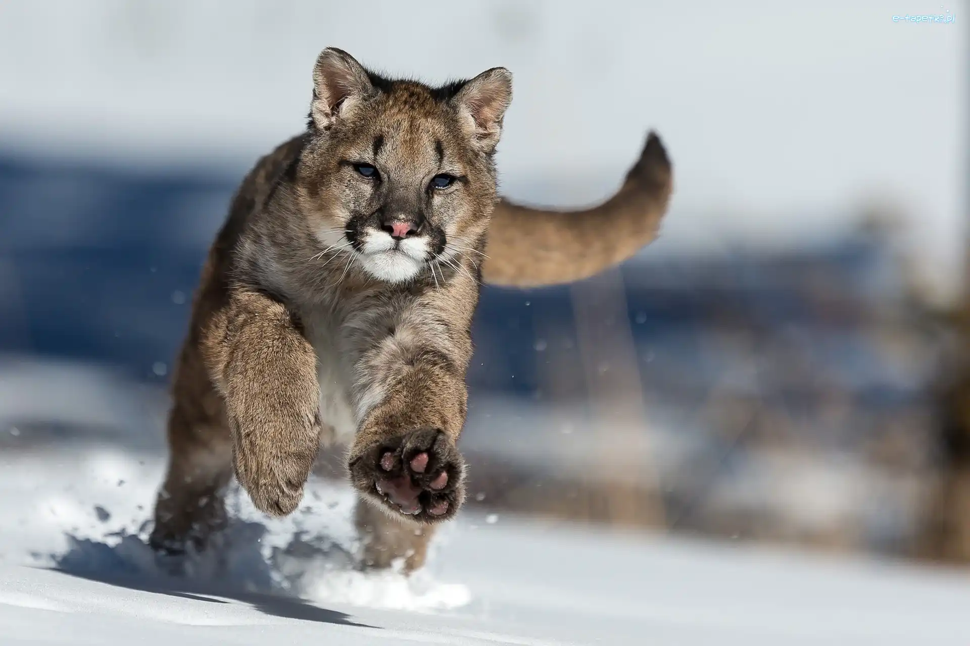 Śnieg, Puma, Biegnąca