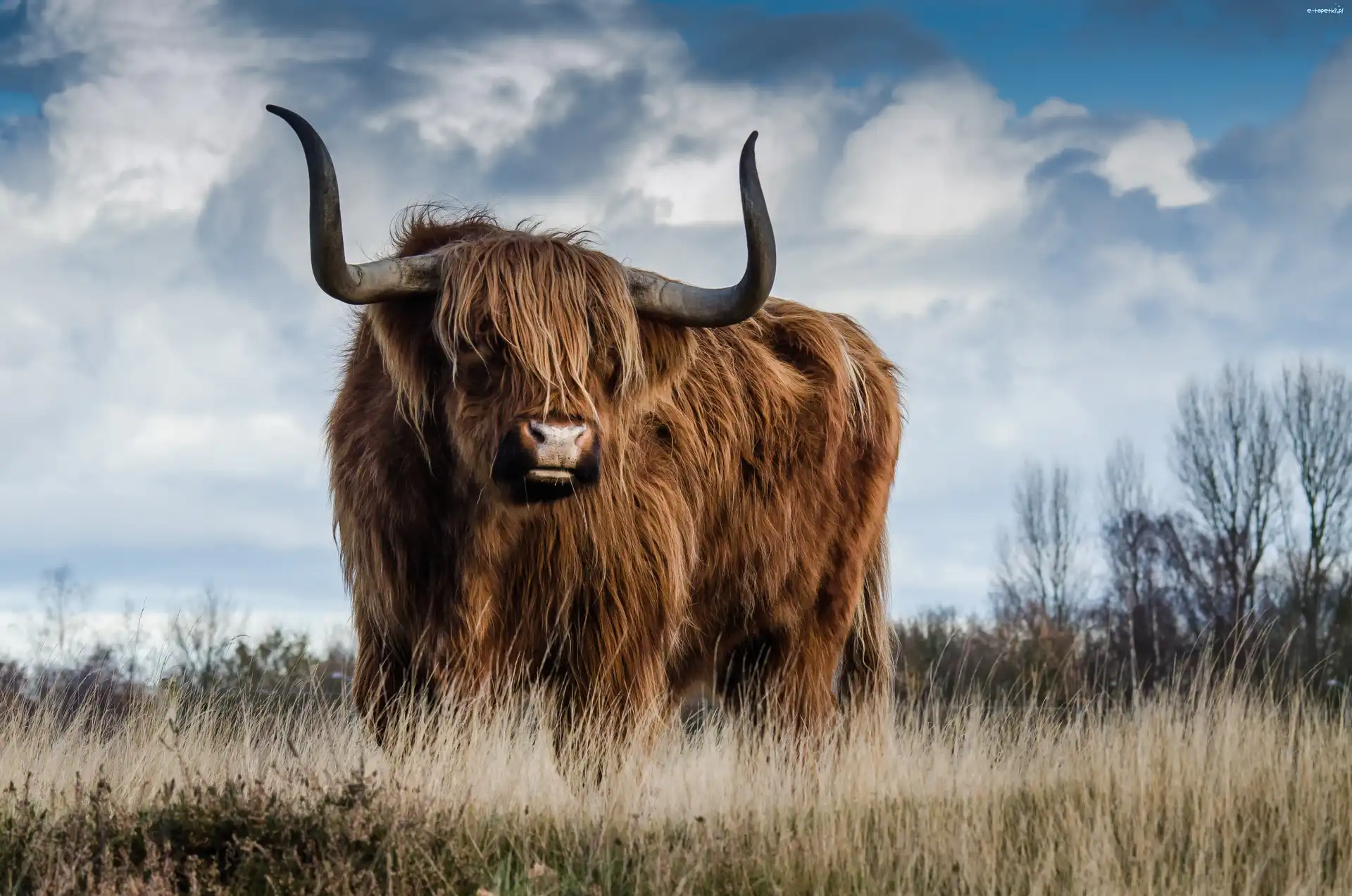 Krowa, Highland, Szkocka rasa, Rogi, Wygięte