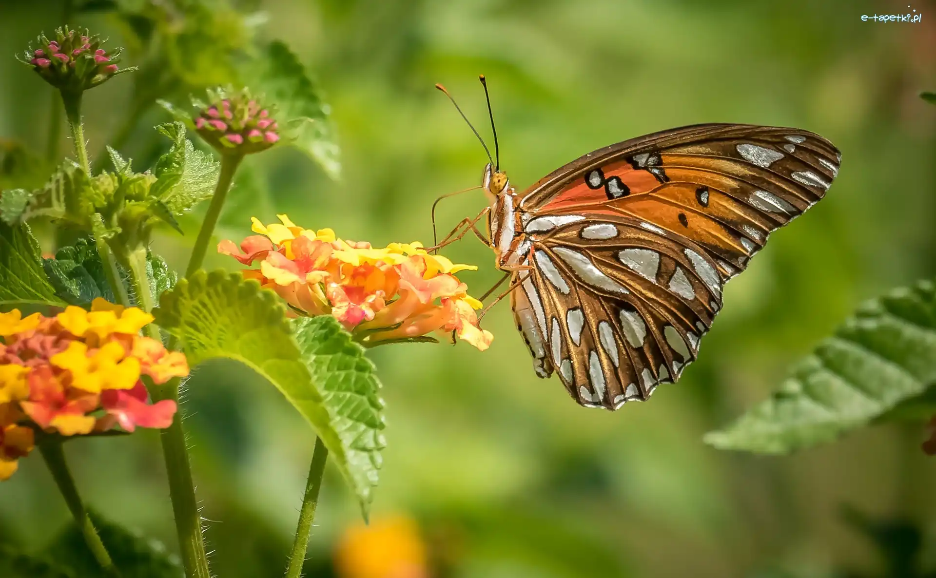 Kwiaty, Perłowiec malinowiec, Motyl