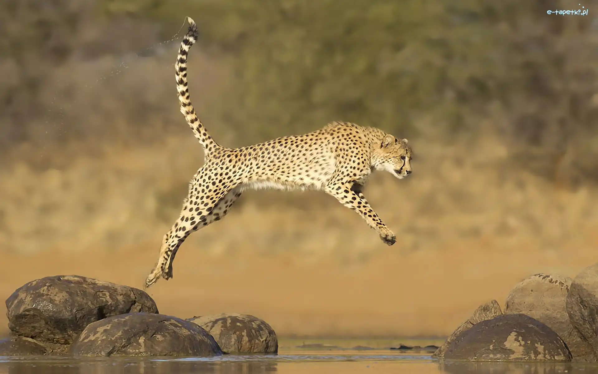 Kamienie, Skok, Gepard