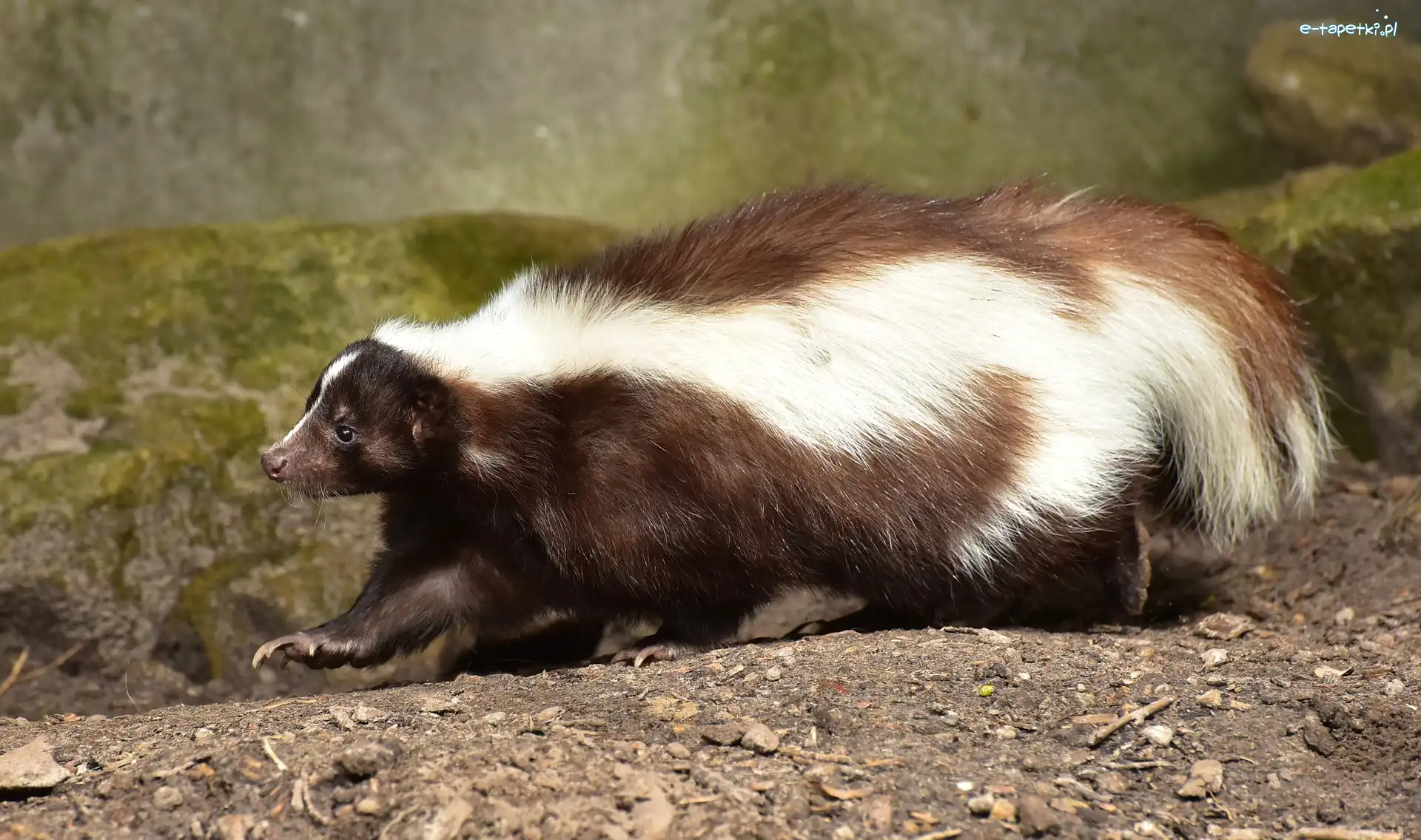 Skały, Skunks