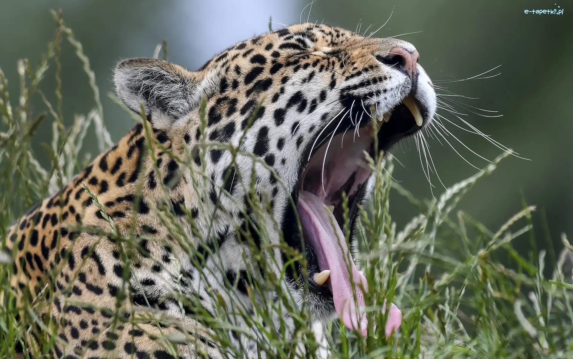 Trawa, Jaguar, Ziewający