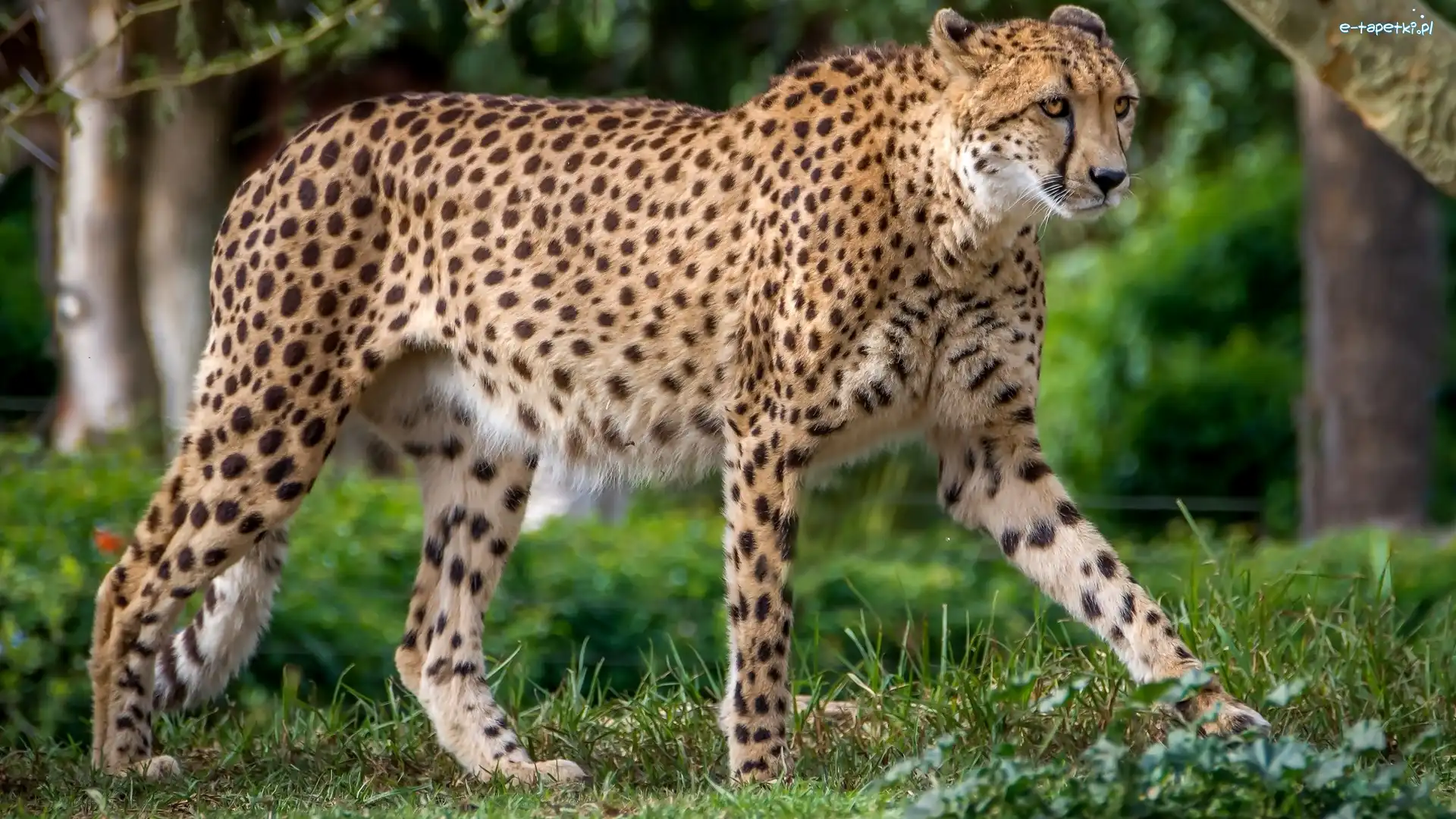 Trawa, Gepard