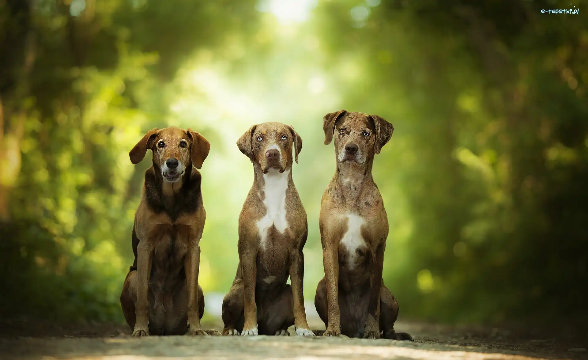 Trzy, Catahoula leopard dog, Psy, Alejka