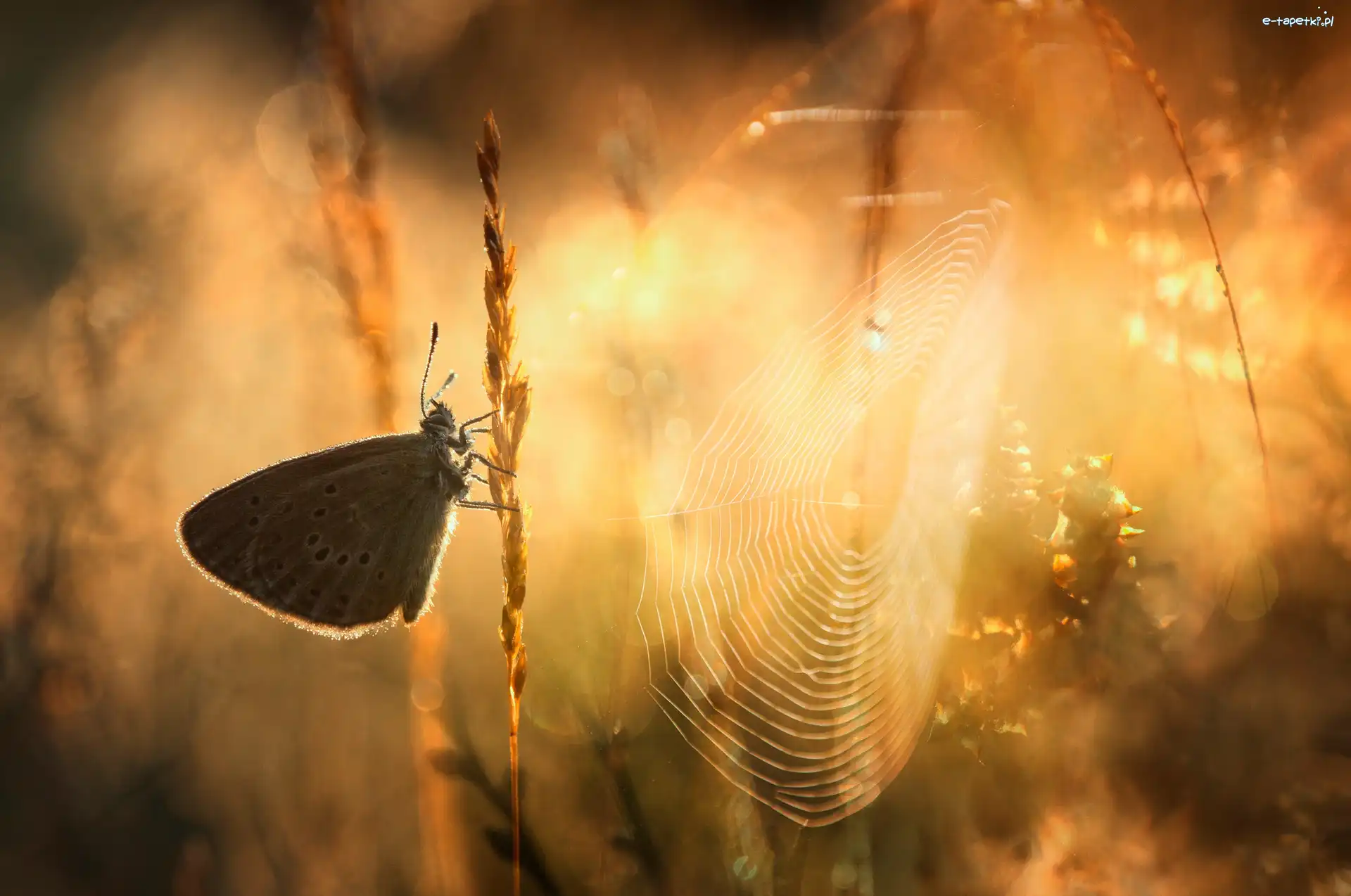 Motyl, Pajęczyna, Modraszek, Trawy, Źdźbła