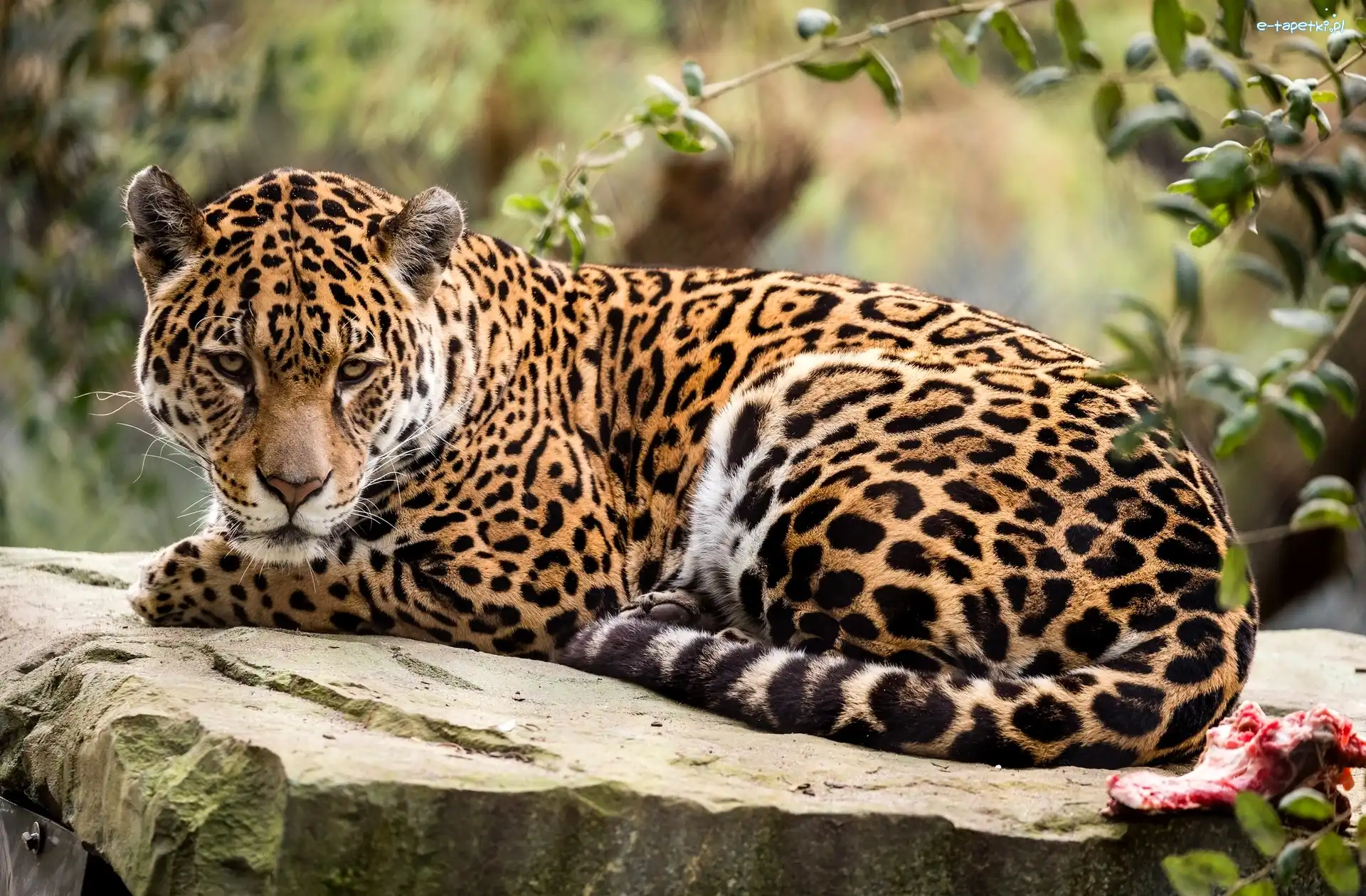 Kamień, Jaguar