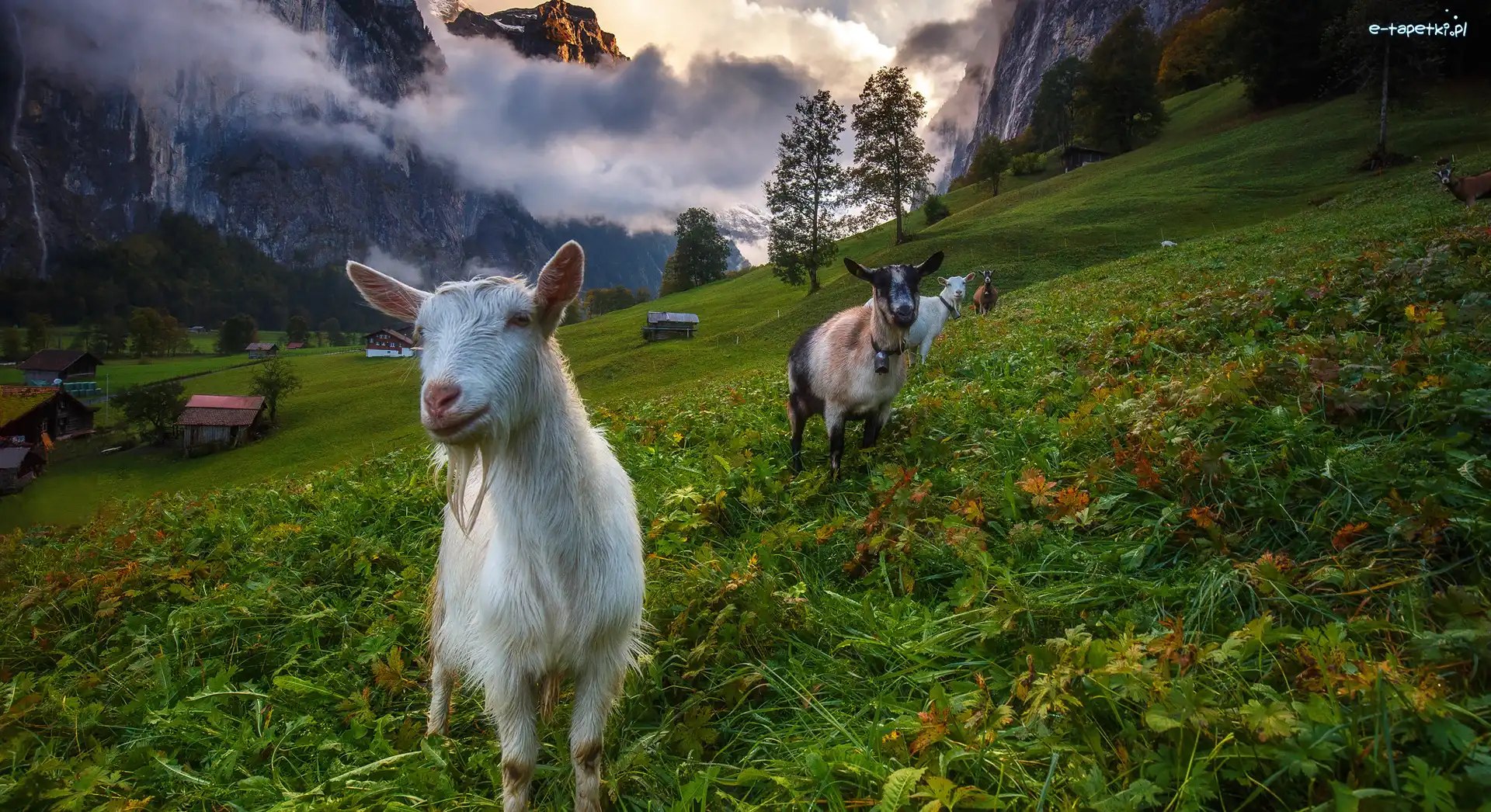 Alpy Berneńskie, Kozy, Dolina Lauterbrunnen, Szwajcaria