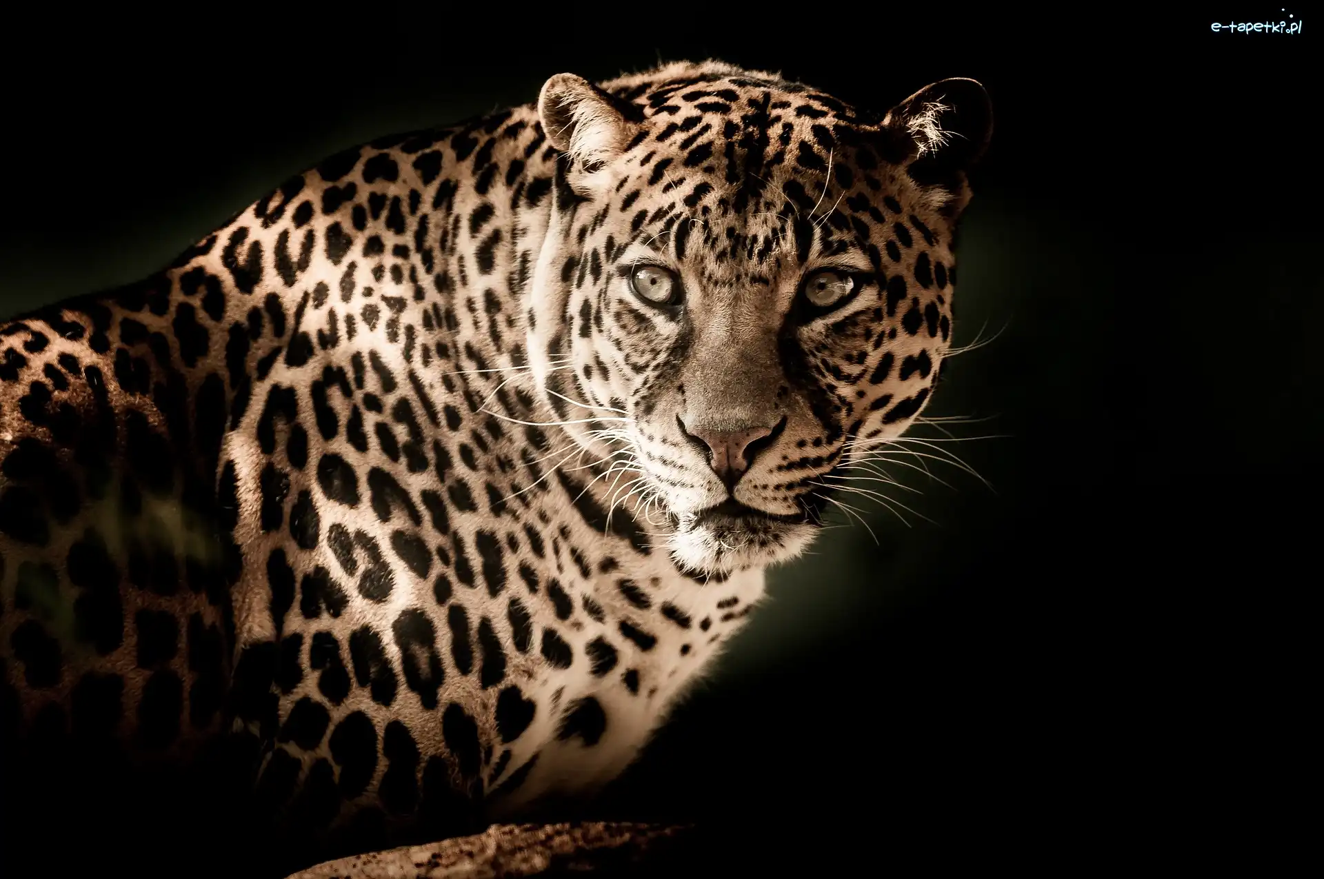 Oczy, Otwarte, Jaguar amerykański