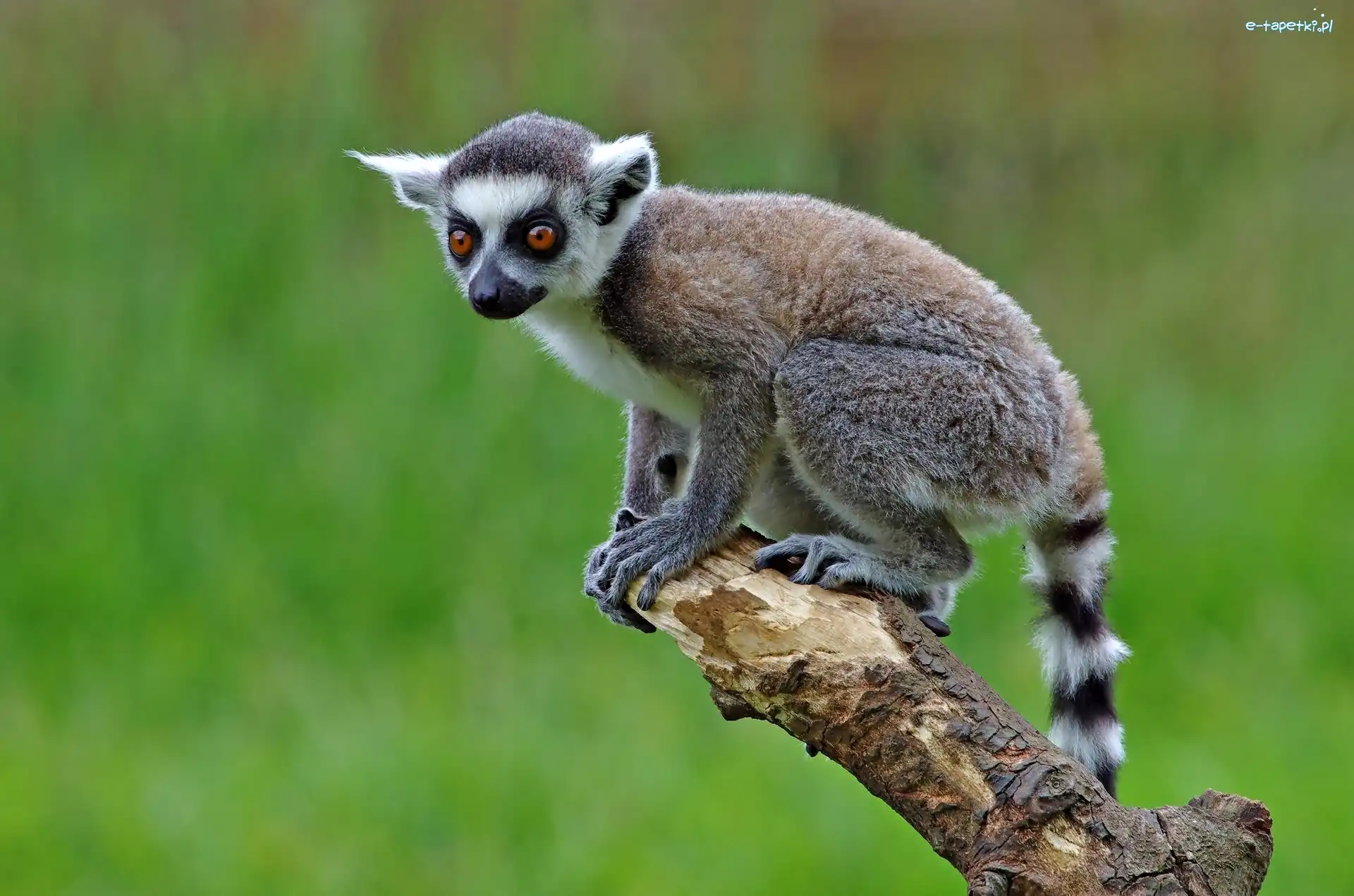 Drzewo, Lemur, Młody