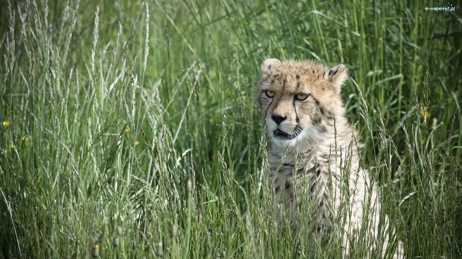 Kot, Trawa, Gepard, Dziki