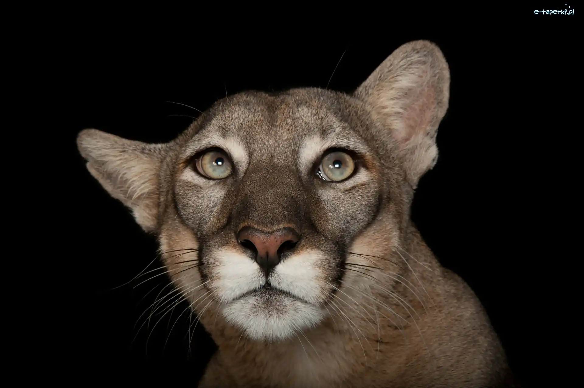 Głowa, Uniesiona, Puma