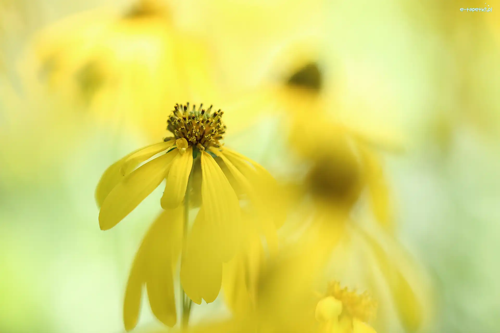 Żółty, Zbliżenie, Kwiat, Rudbekia naga