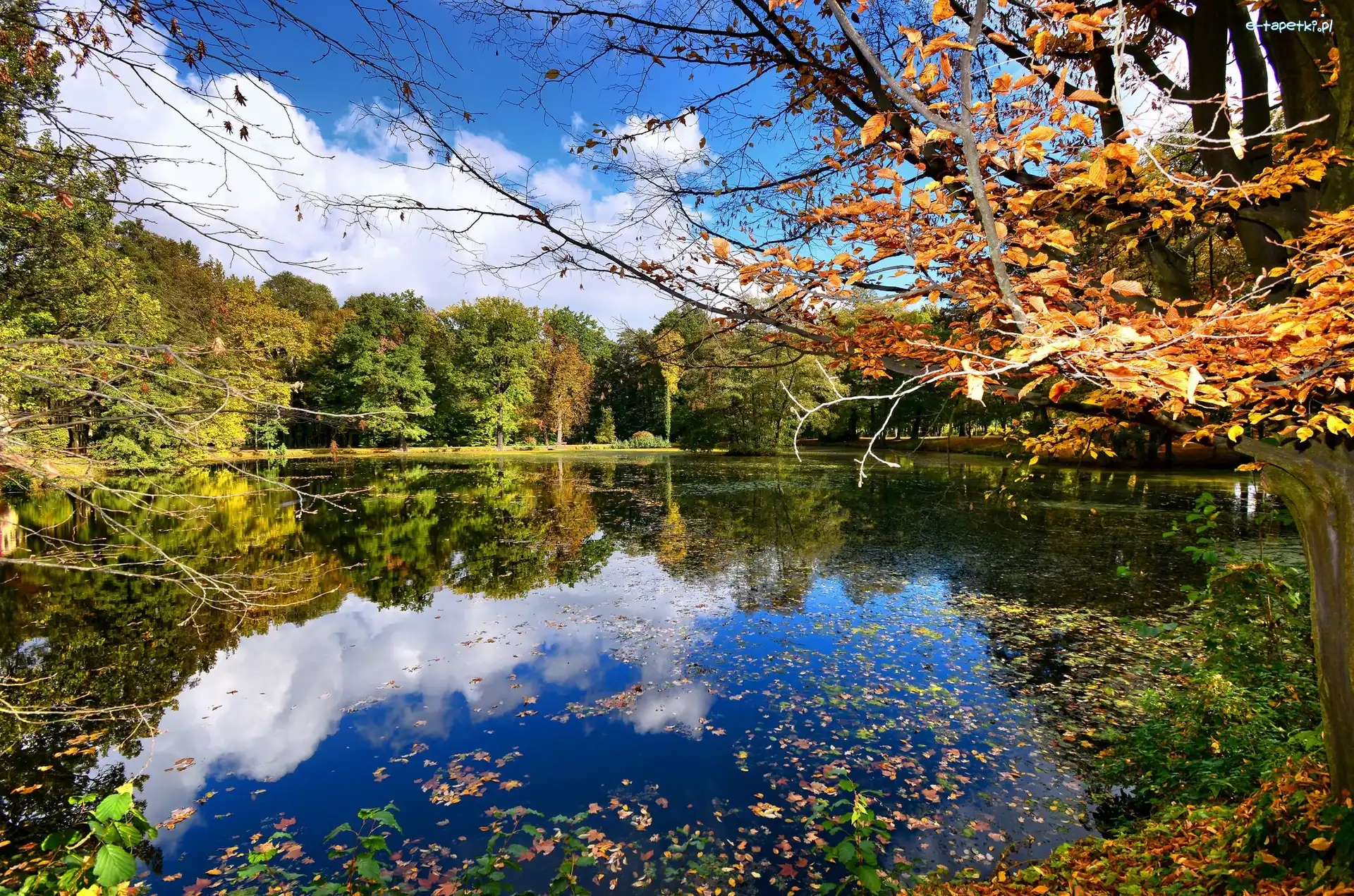 Liście, Drzewa, Opadłe, Jesień, Staw, Park
