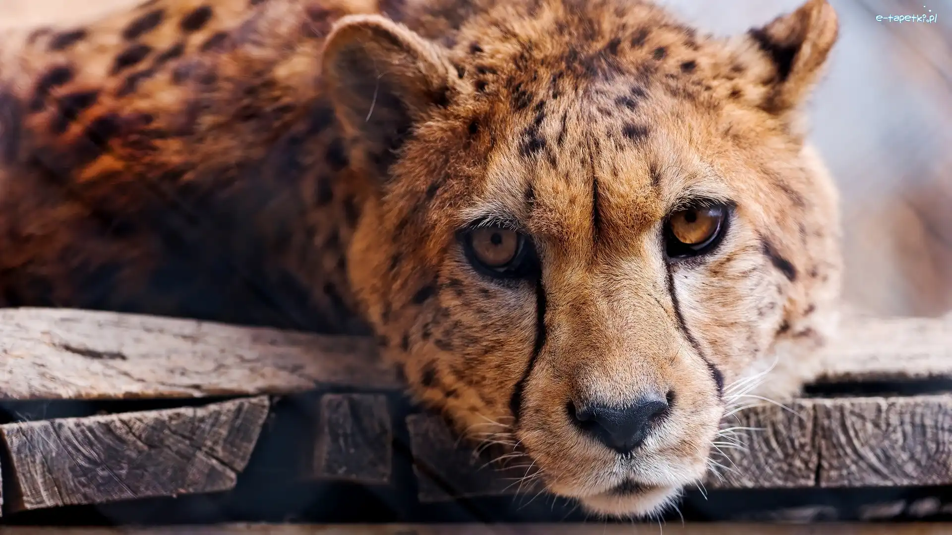 Deski, Głowa, Gepard
