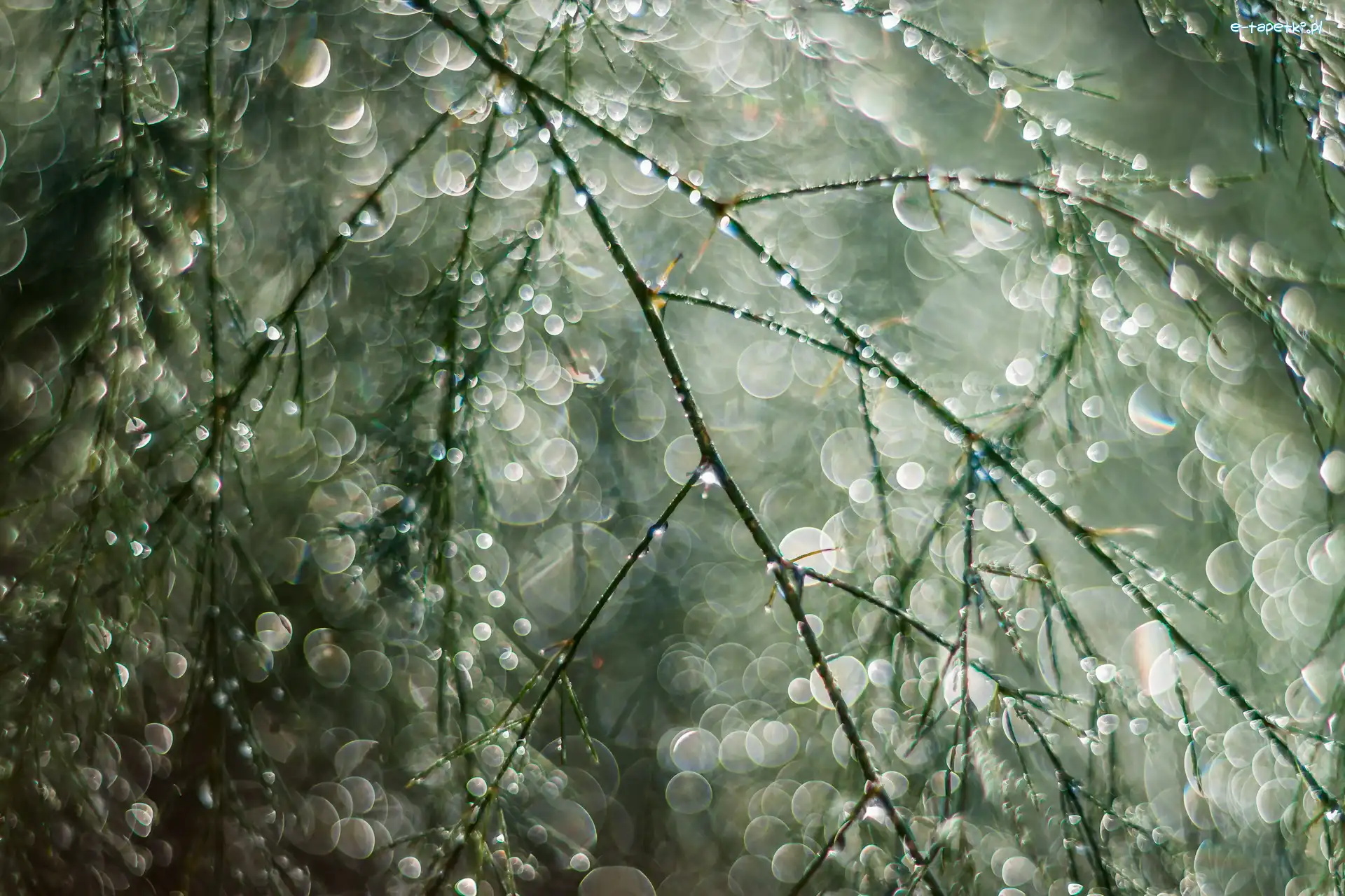 Bokeh, Gałązka