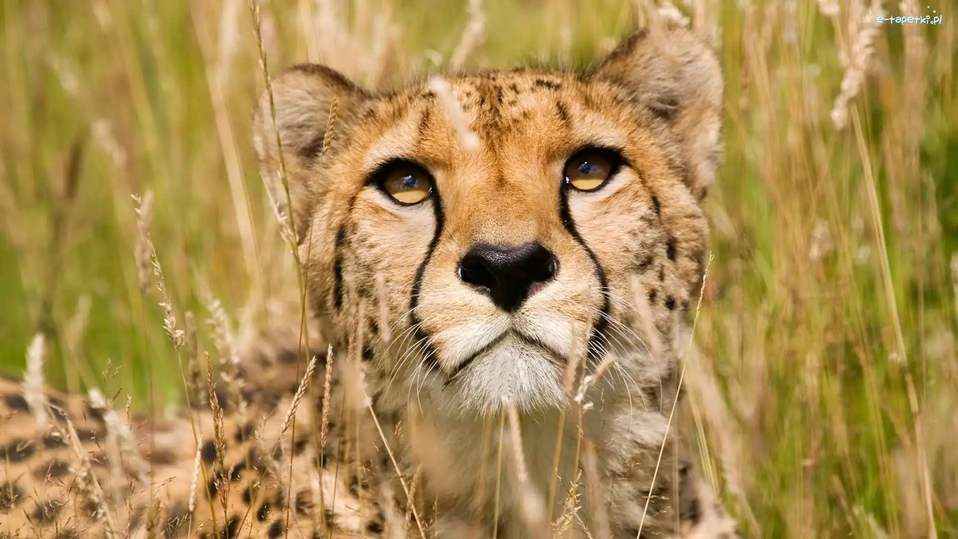 Trawy, Źdźbła, Gepard