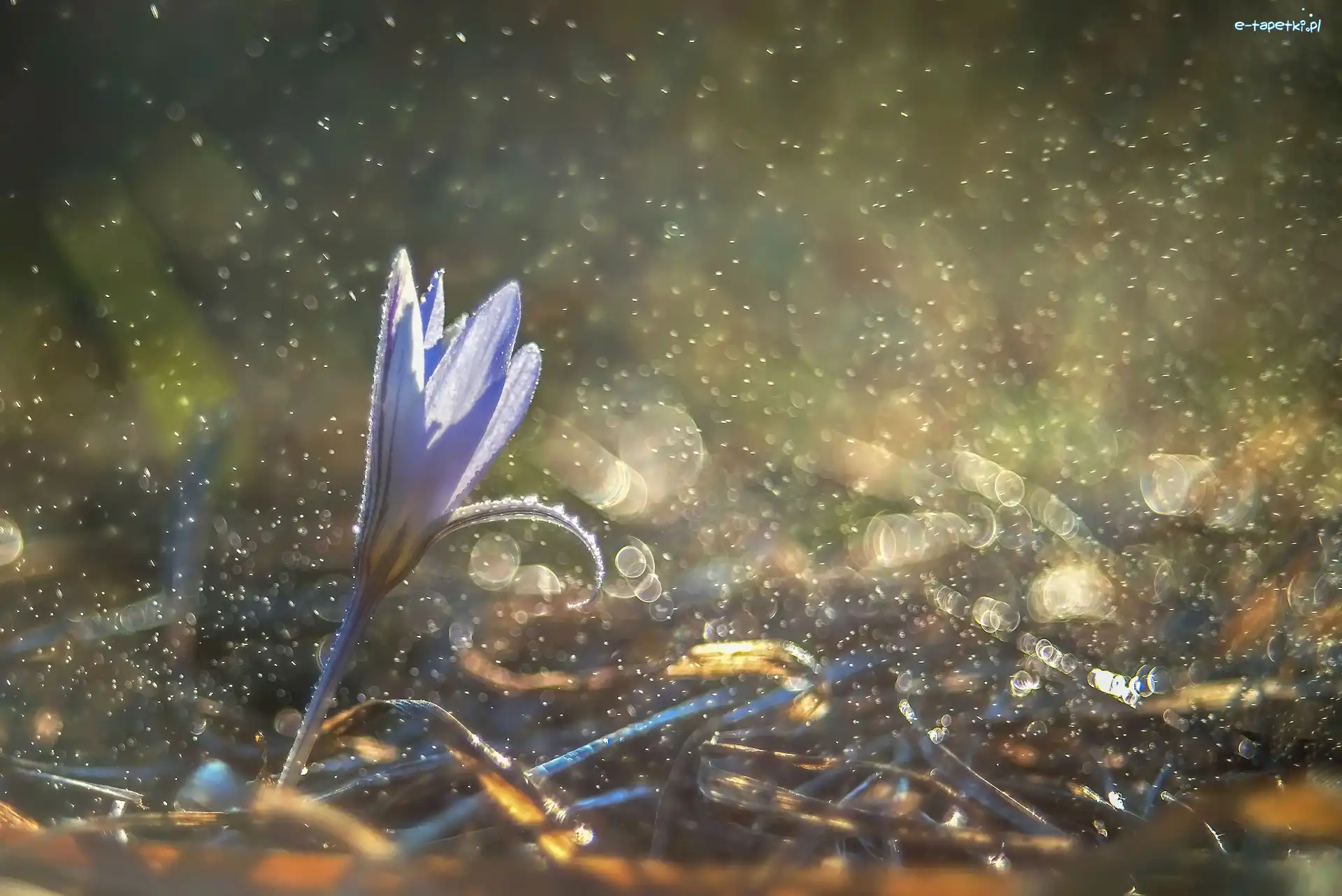 Bokeh, Krokus, Kwiat