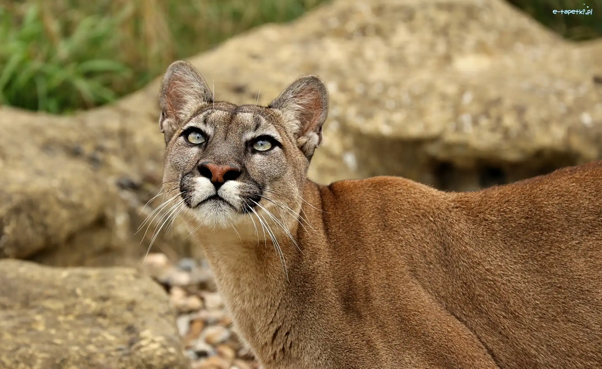 Puma, Zapatrzona