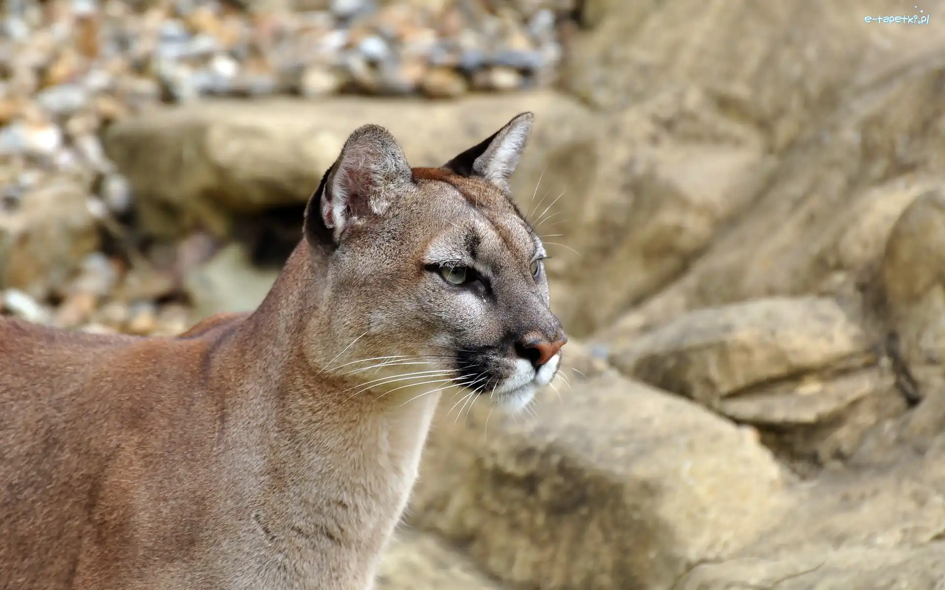 Skała, Puma kostarykańska