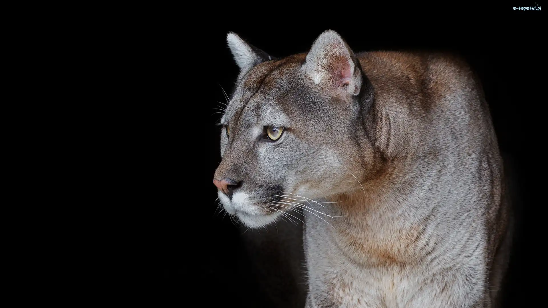 Tło, Czarne, Puma