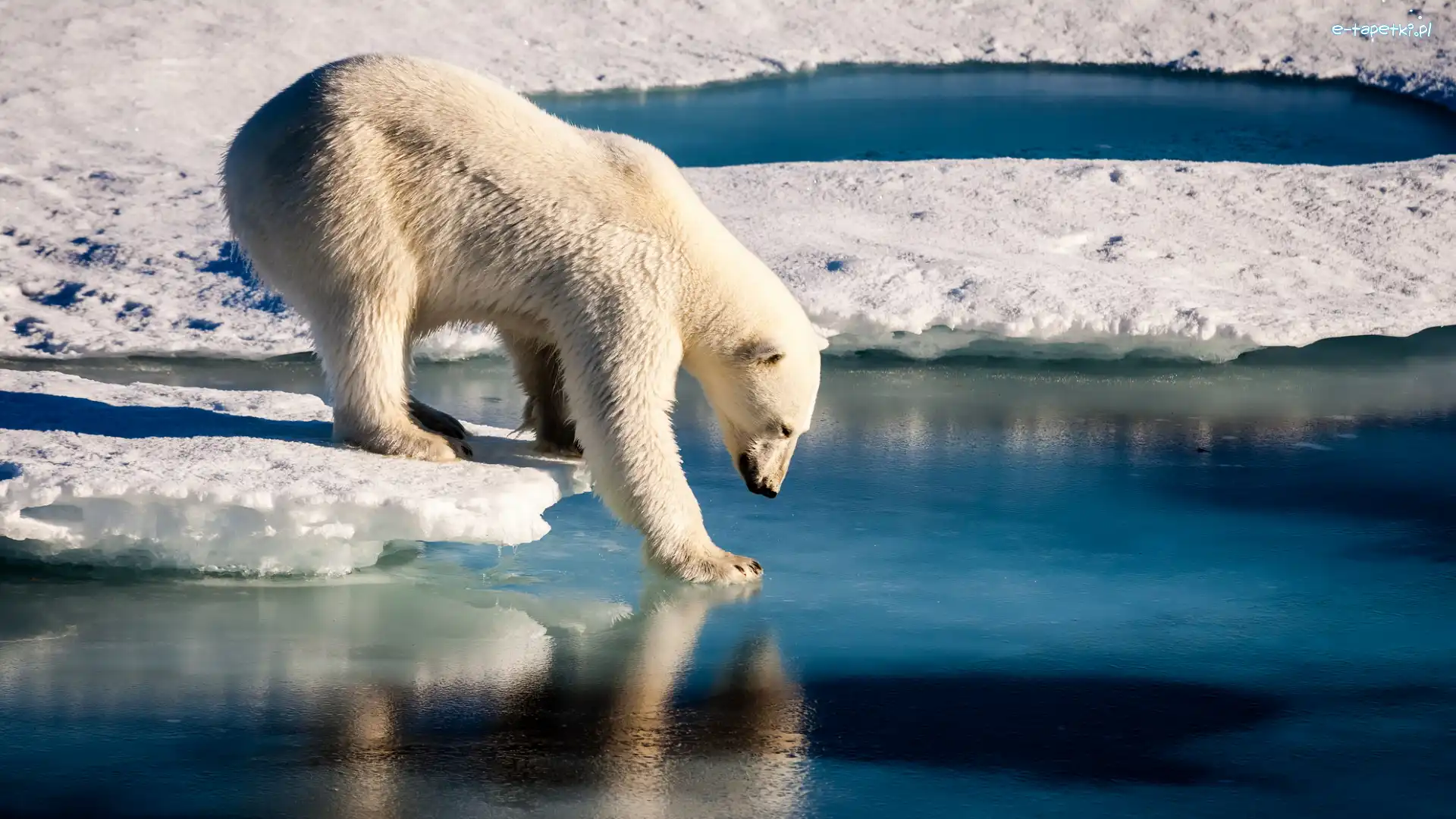 Lód, Śnieg, Niedźwiedź polarny
