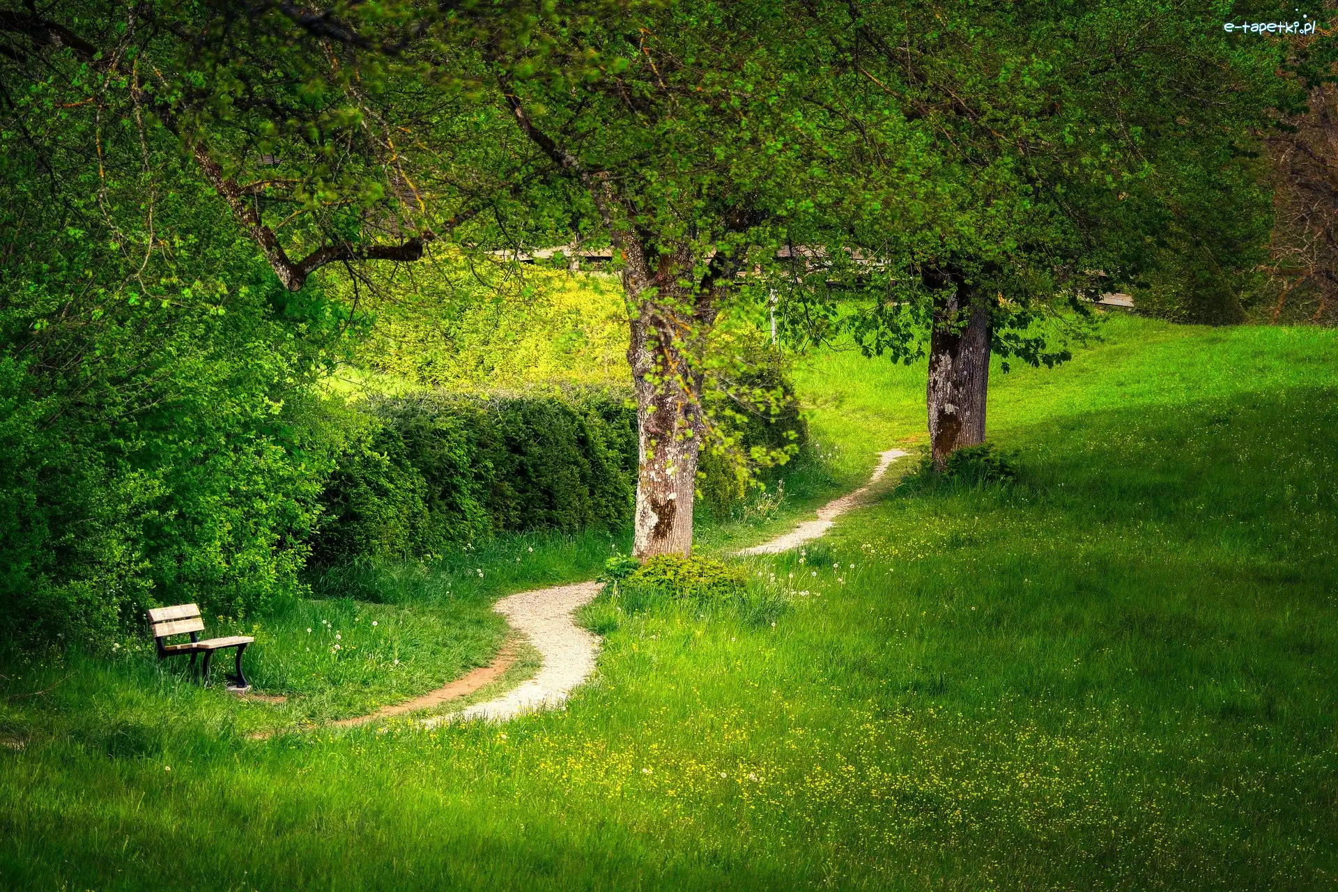 Park, Ścieżka, Ławka, Wiosna, Drzewa