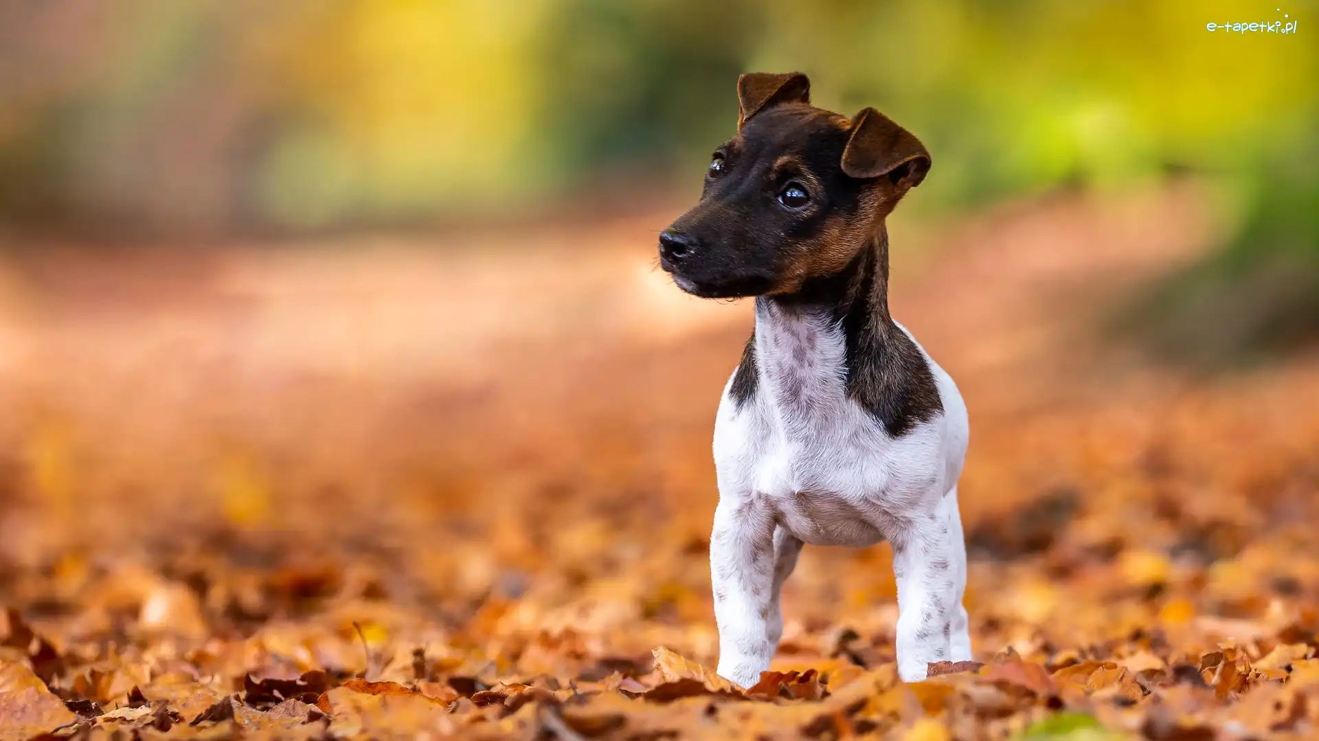 Liście, Terrier, Pies