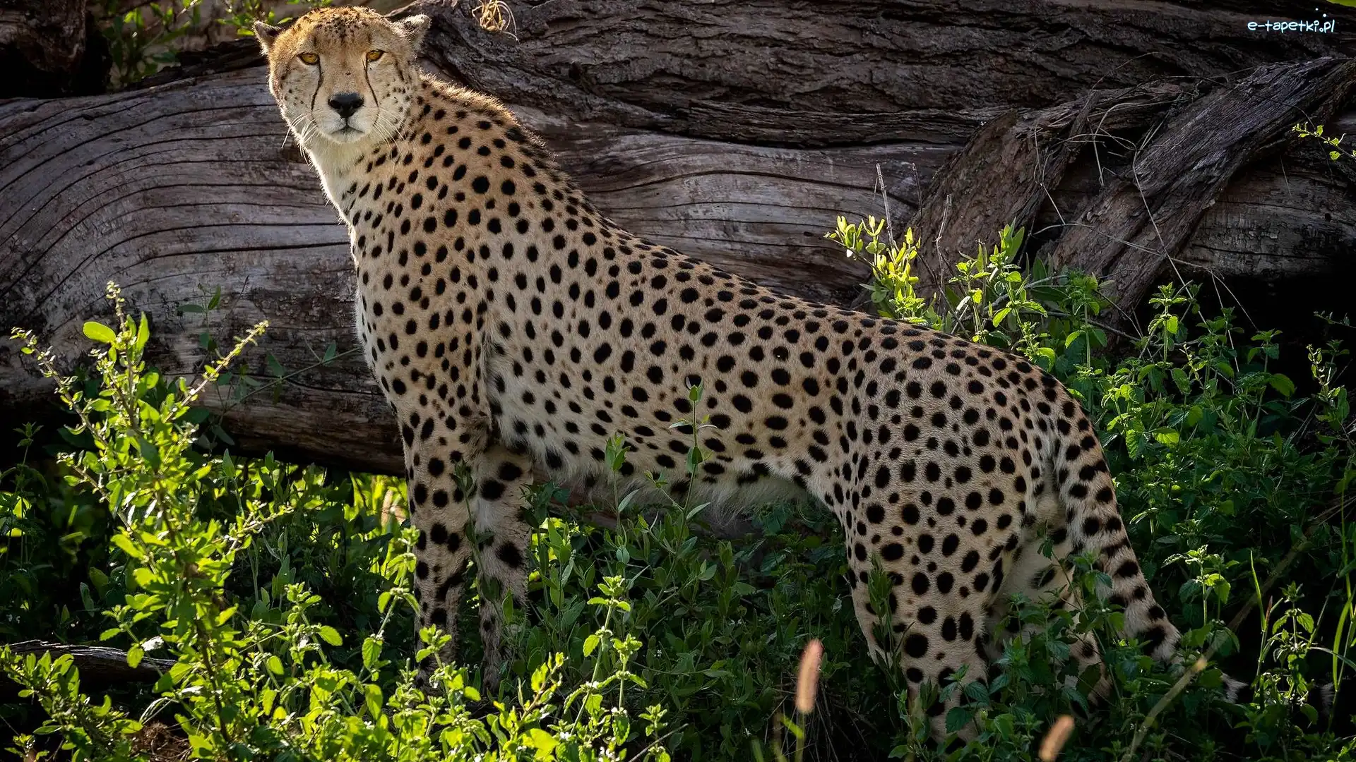 Kłoda, Gałązki, Rośliny, Gepard