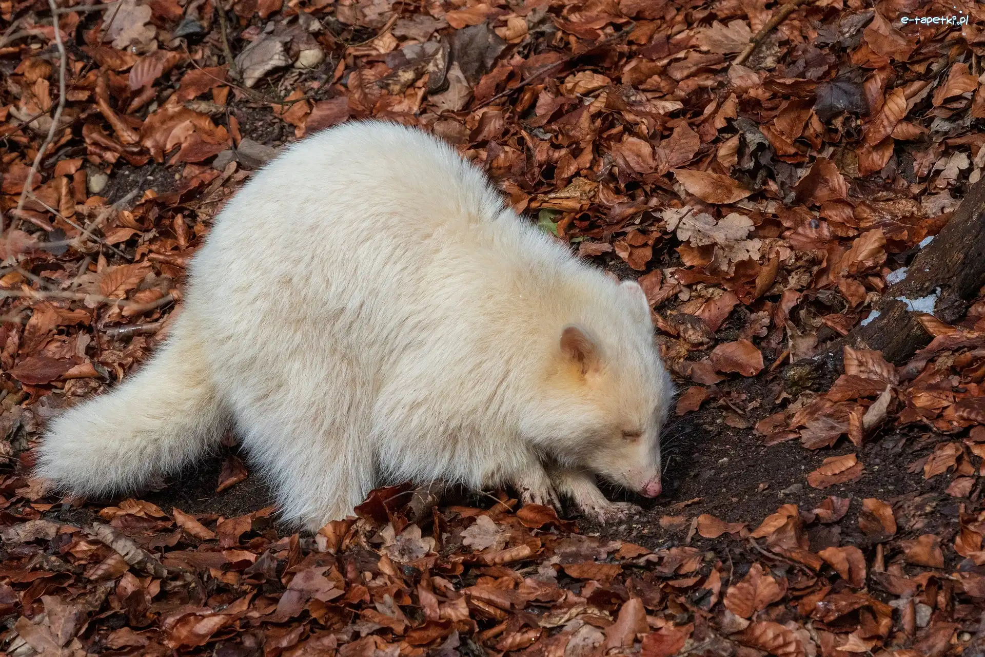 Szop pracz, Biały, Albinos