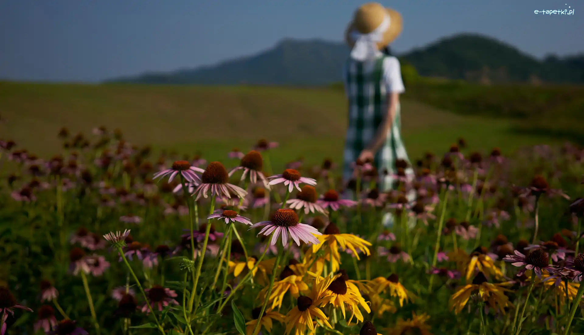 Rudbekia, Kobieta, Jeżówki, Kwiaty