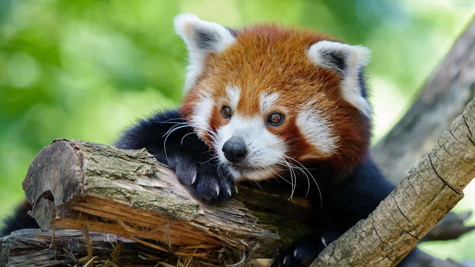 Drzewo, Pandka ruda