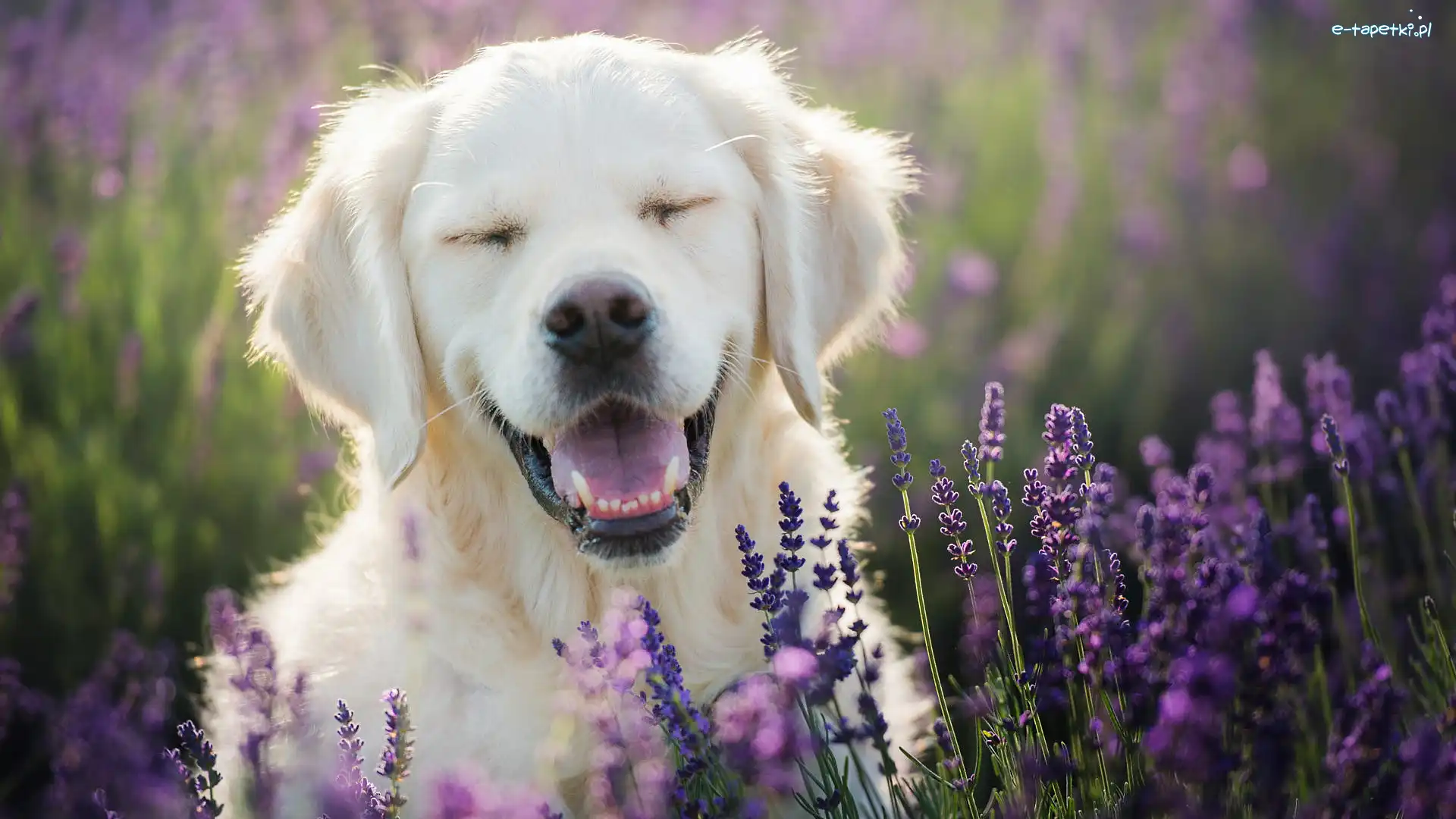 Golden retriever, Lawenda, Uśmiech, Pies