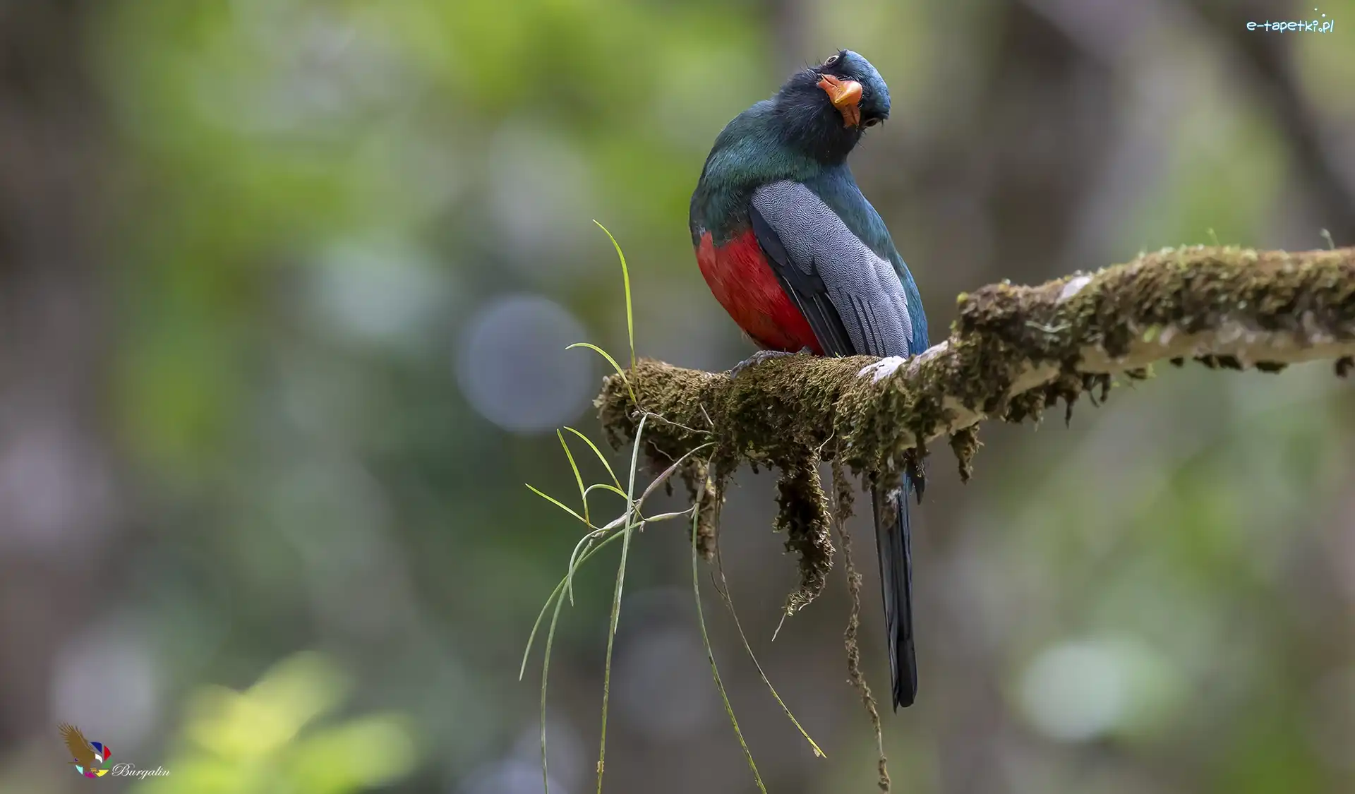 Trogon krasnodzioby, Gałązka, Omszała, Ptak
