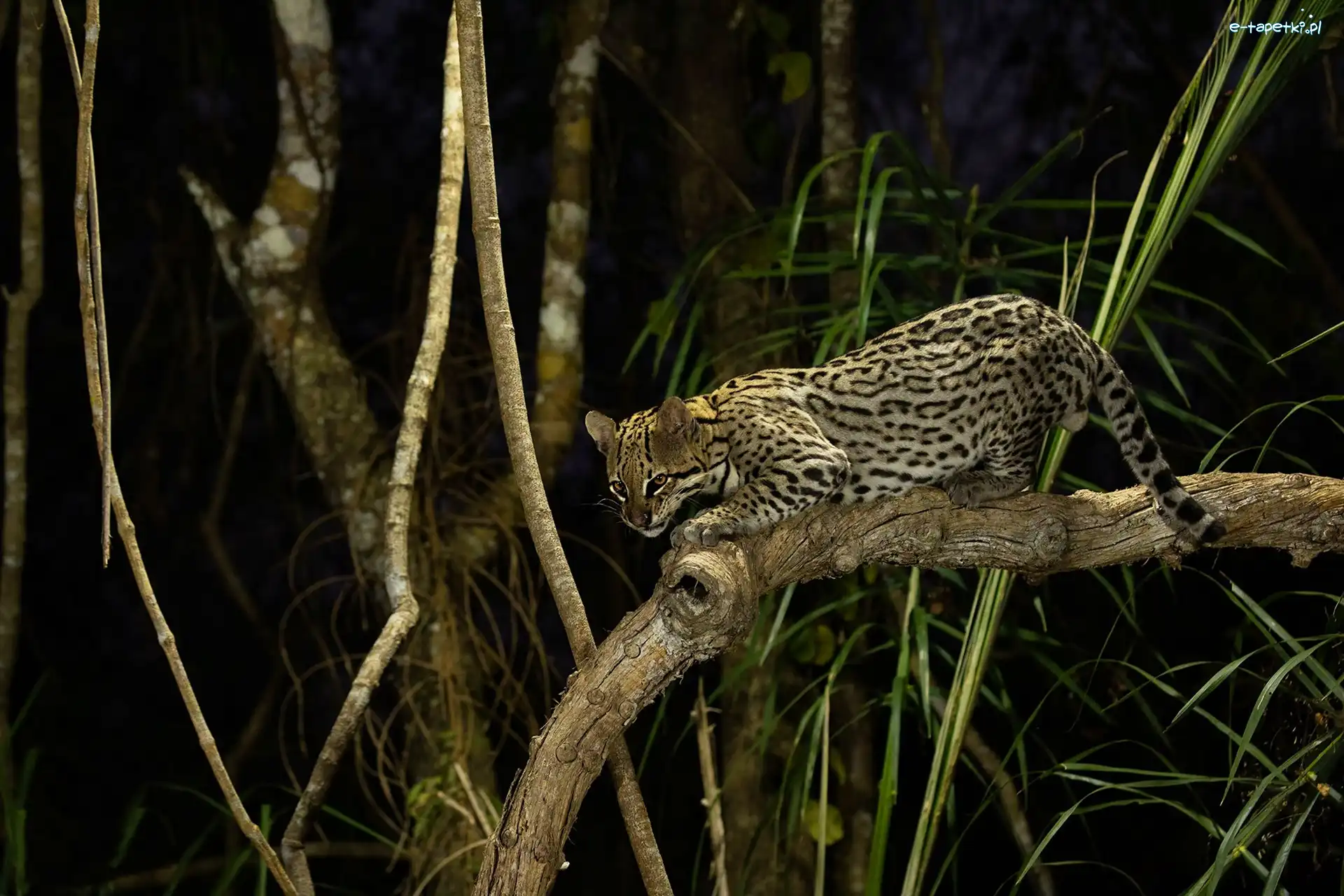 Gałęzie, Noc, Ocelot