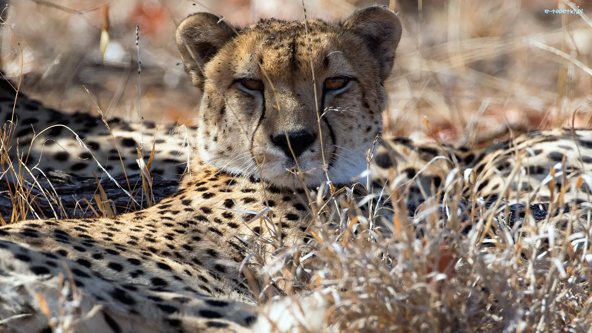 Trawa, Sucha, Gepard