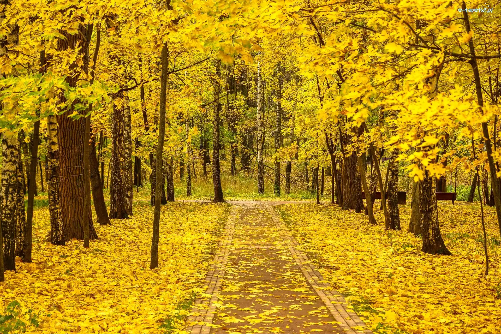 Jesień, Ścieżka, Drzewa, Alejka, Park, Ławki, Liście