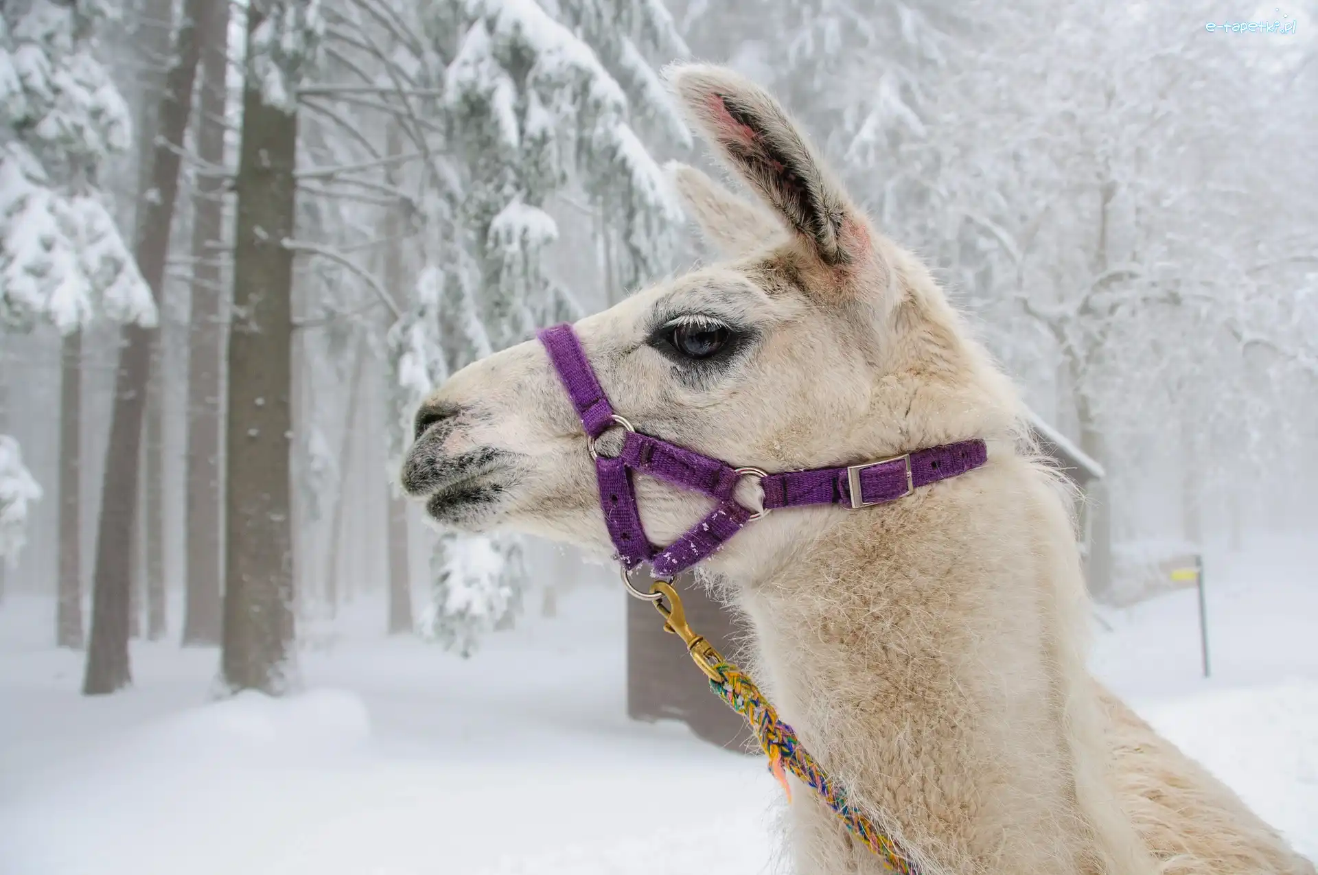Lama, Zima, Głowa, Las, Śnieg