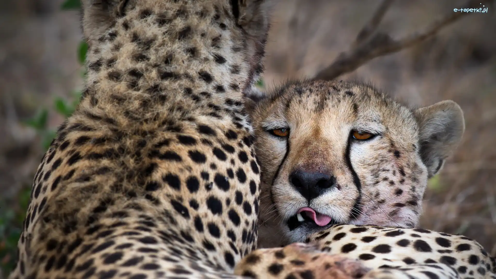 Język, Głowa, Gepard