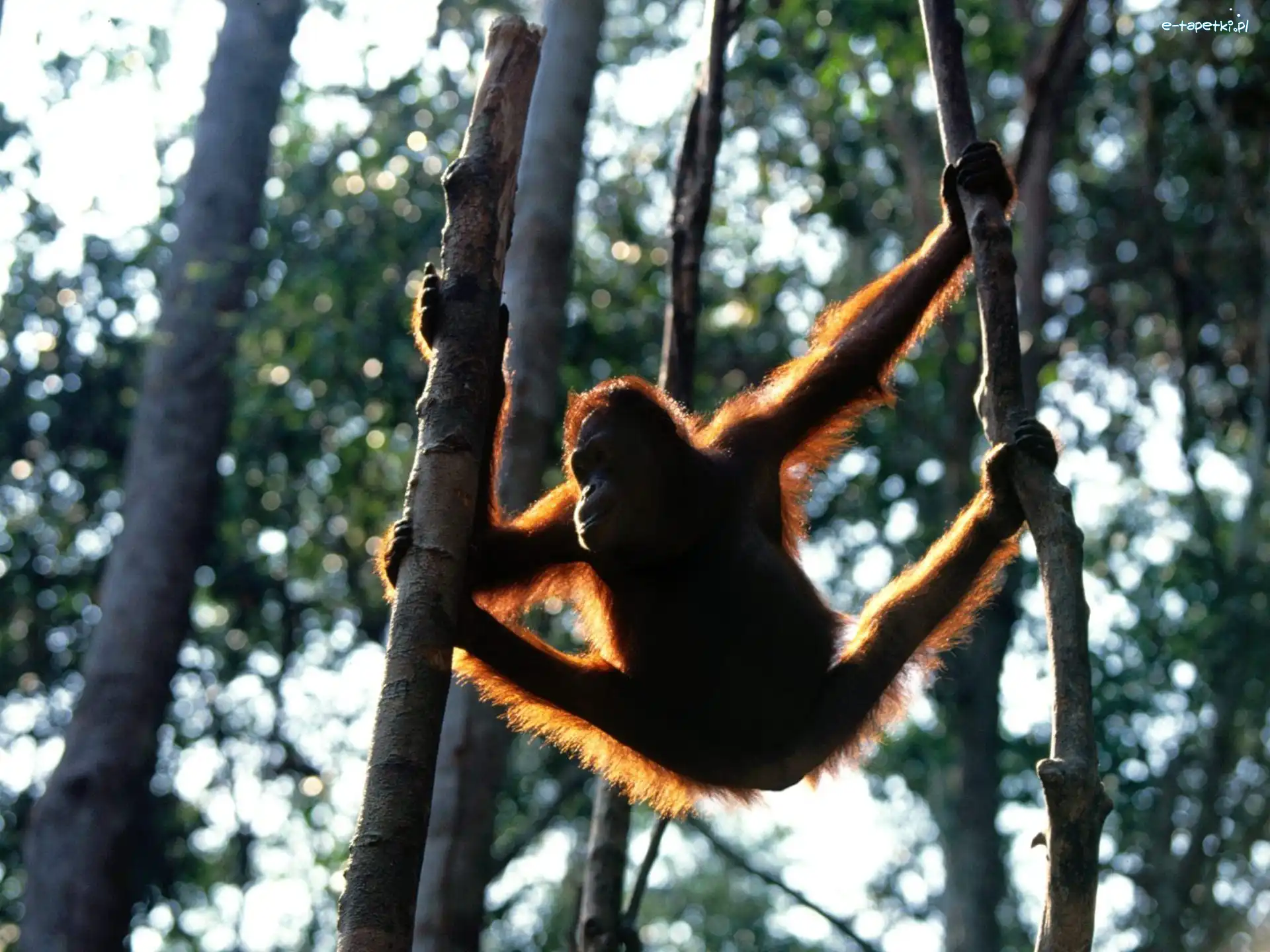 drzewa, orangutan, Małpa