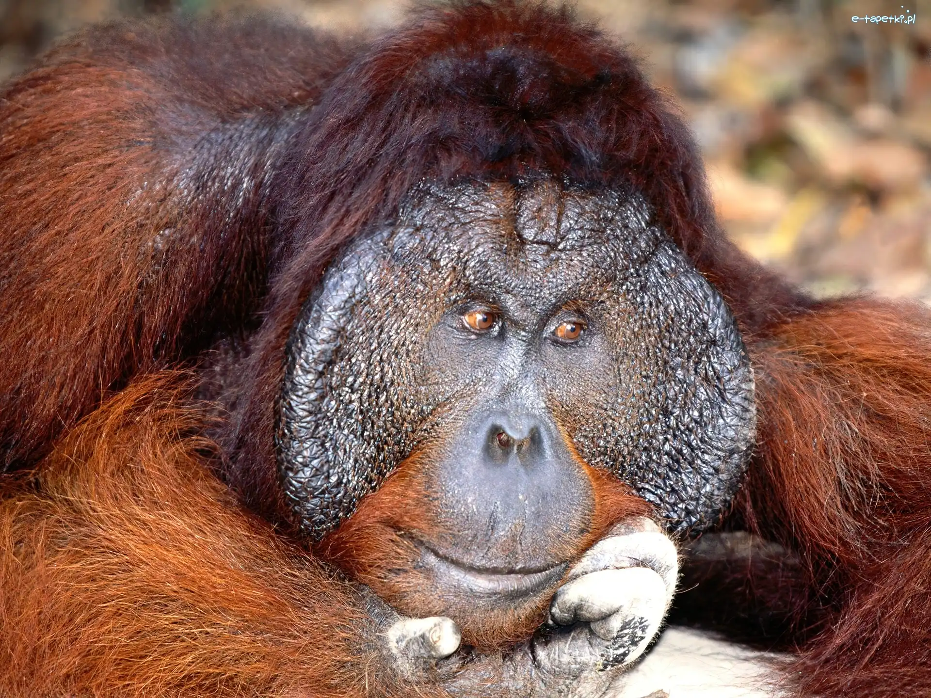 orangutan, Małpa