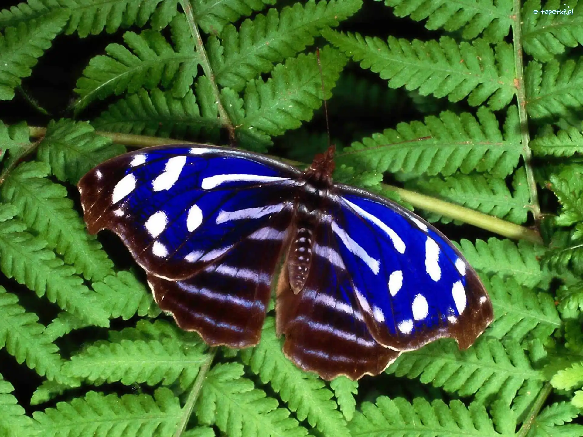 paproć, Motyl