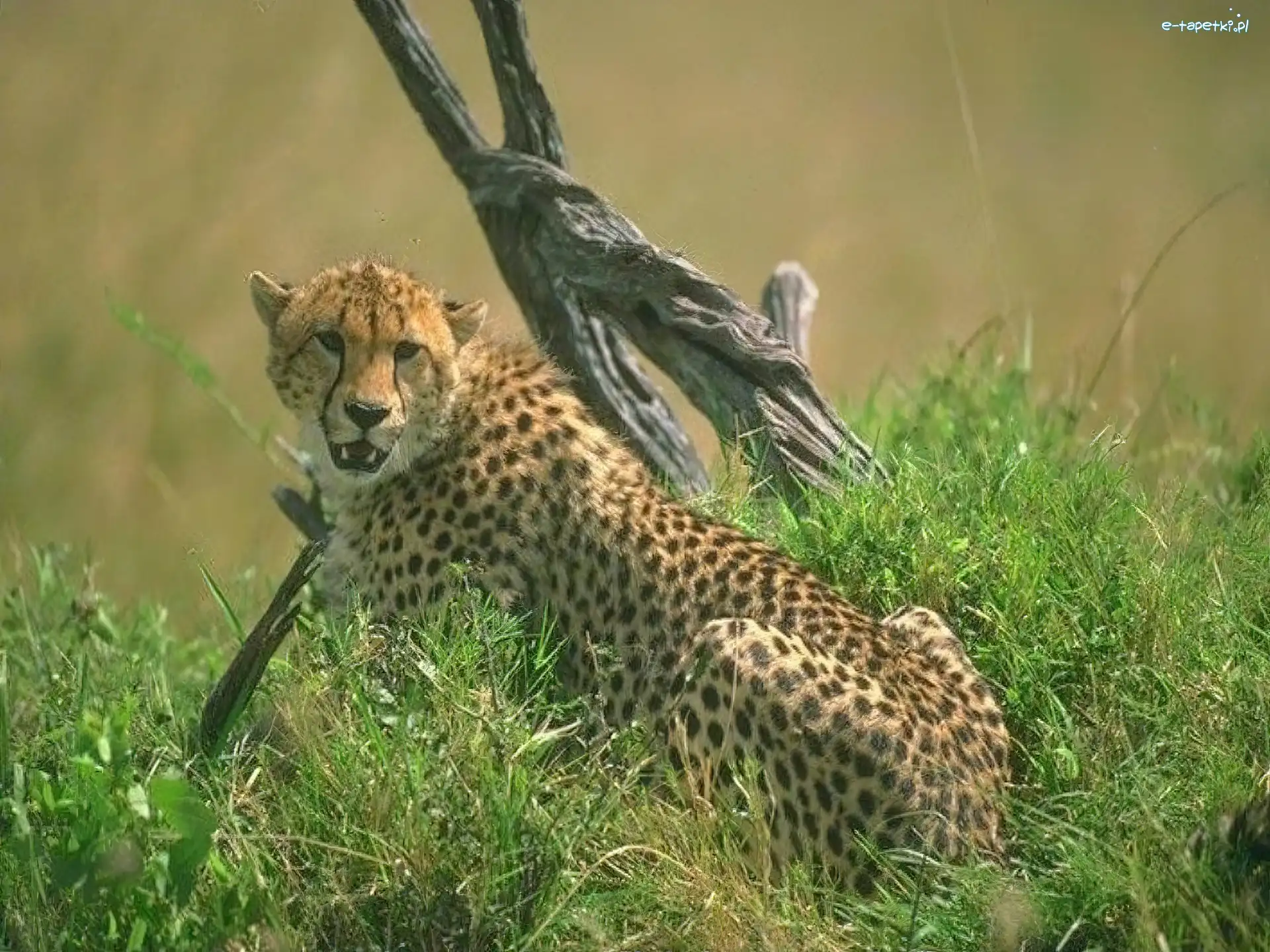 trawa, pień, Gepard