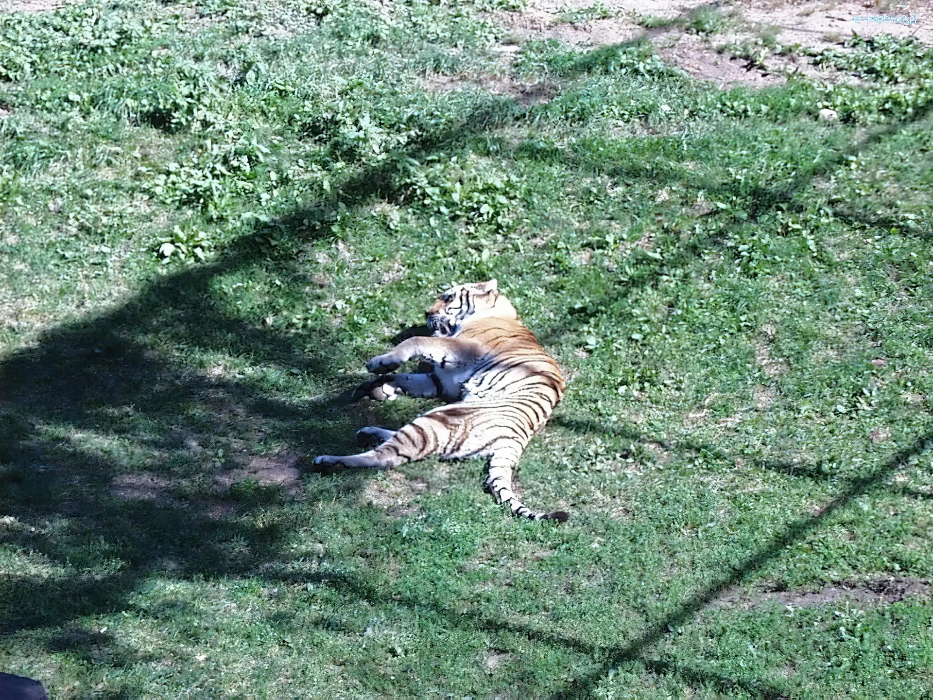 zoo, łąka, Tygrys