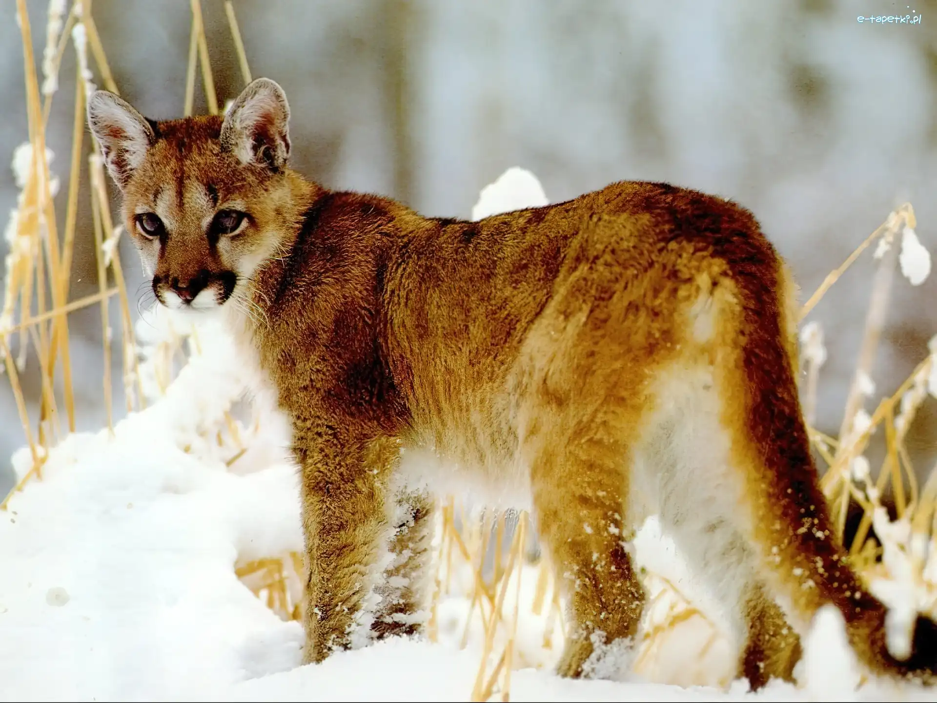 młoda, śnieg, Puma