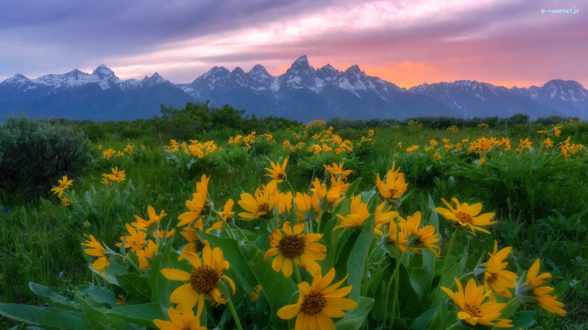 Balsamorhiza, Kwiaty, Wschód słońca, Teton Range, Góry, Stany Zjednoczone, Stan Wyoming, Żółte, Park Narodowy Grand Teton
