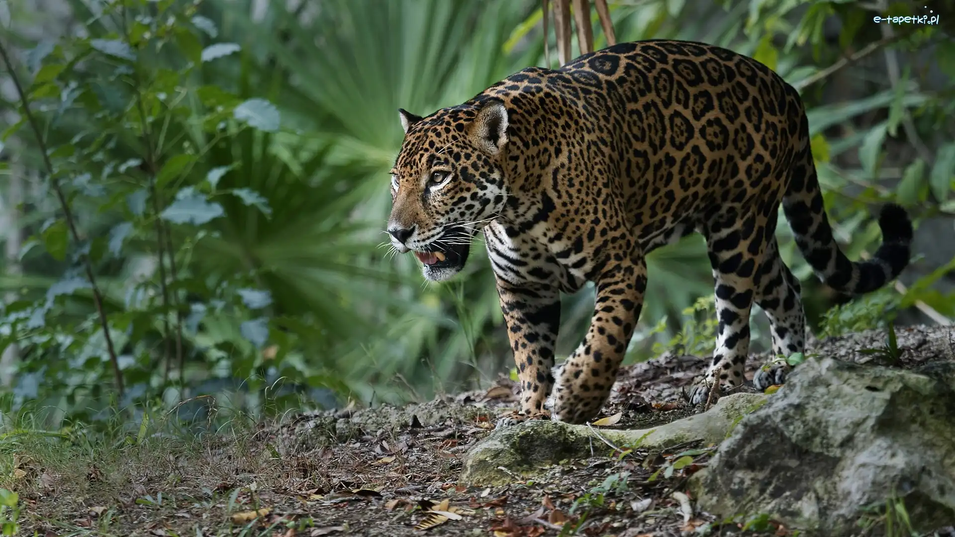 Rośliny, Jaguar amerykański