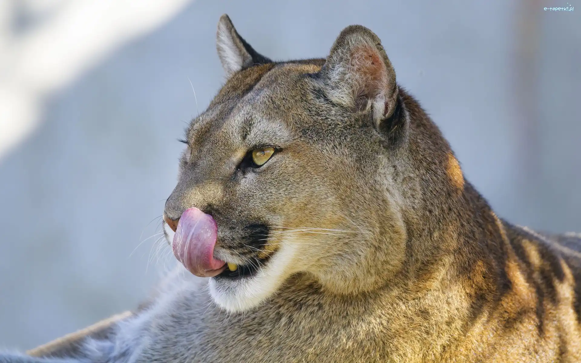 Język, Wystający, Puma